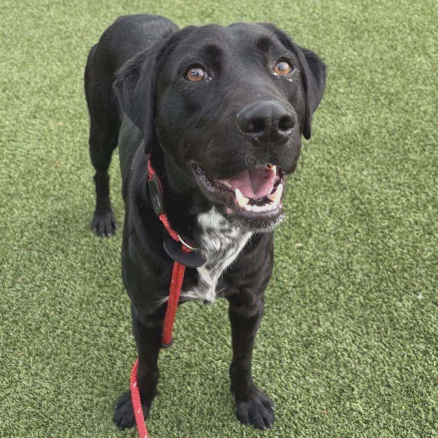 Enlarge Max, a Adoptable mixed breed in Chattanooga, TN image 6/6