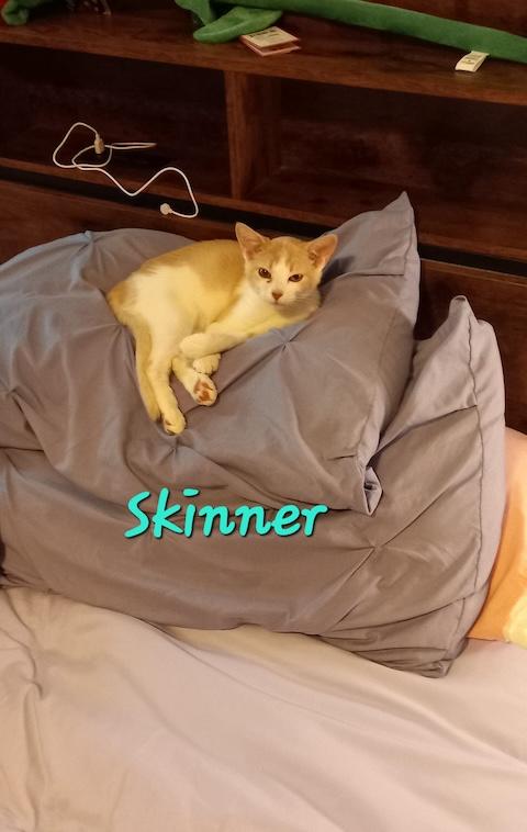 Skinner