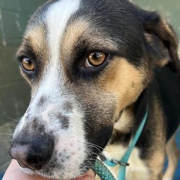 Dallas, Adoptable, Adult Male German Pinscher & Appenzell Mountain Dog.