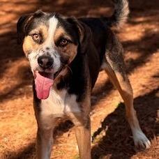 Enlarge Dallas, a Adoptable mixed breed in Calverton, NY image 2/2