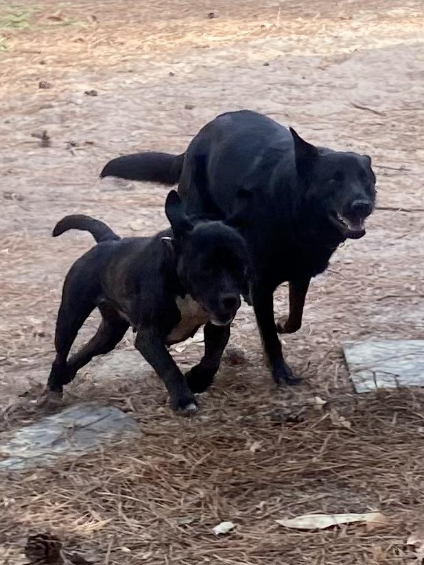 Enlarge Magnolia, a Adoptable mixed breed in Aberdeen, NC image 5/6