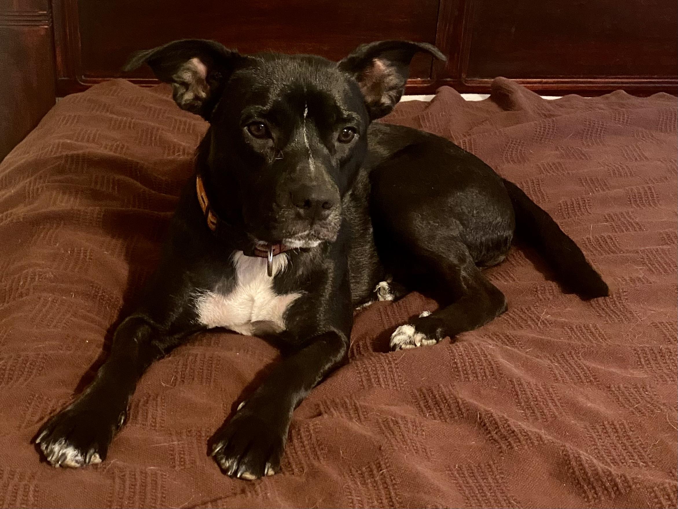 Enlarge Magnolia, a Adoptable mixed breed in Aberdeen, NC image 3/6