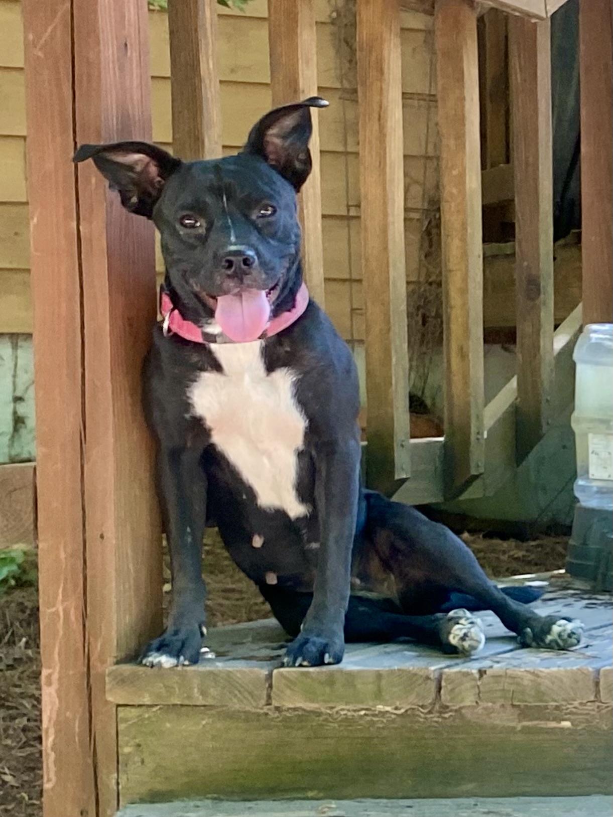 Enlarge Magnolia, a Adoptable mixed breed in Aberdeen, NC image 2/6