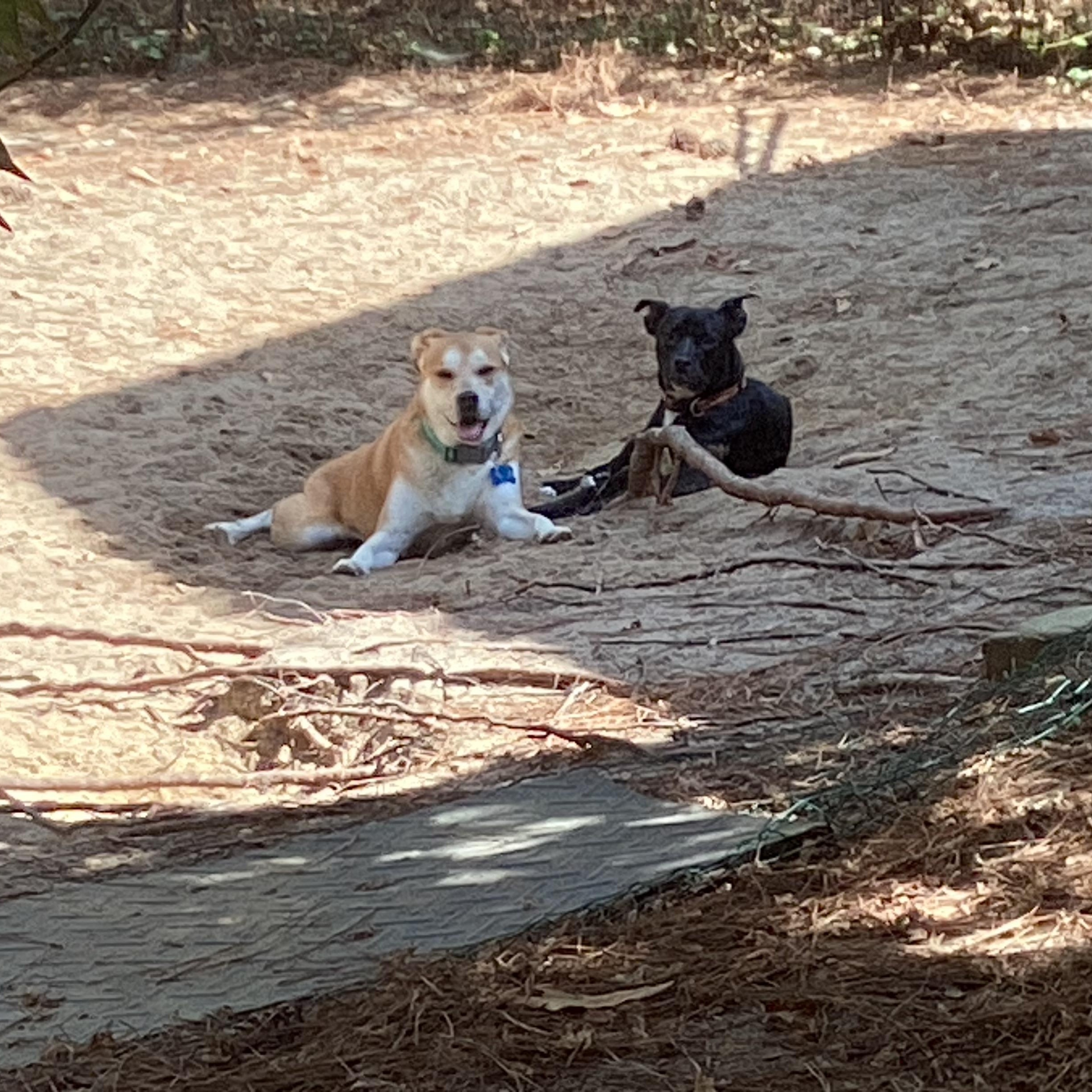 Enlarge Magnolia, a Adoptable mixed breed in Aberdeen, NC image 6/6