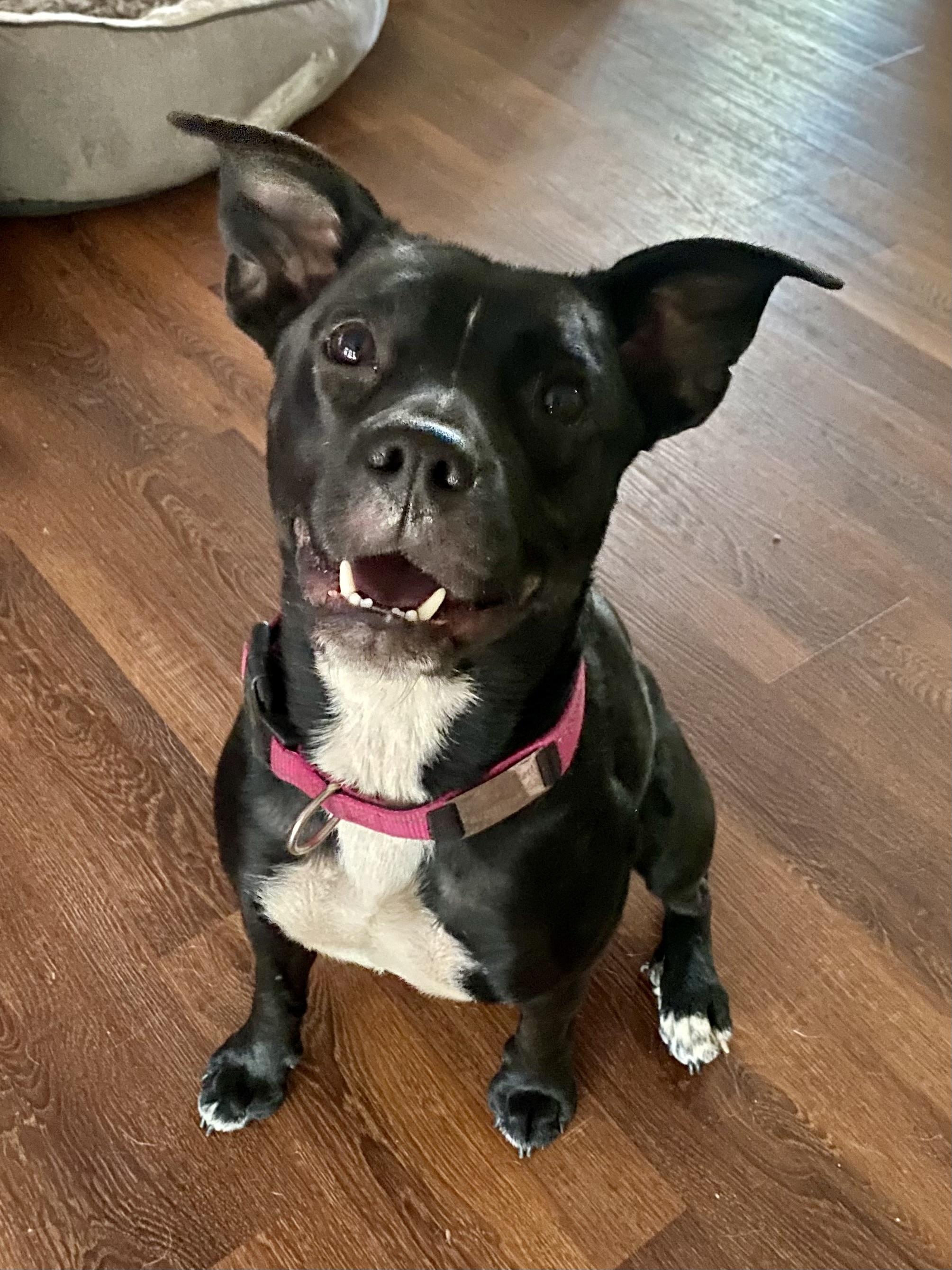 Magnolia, Adoptable, Adult Female Boxer & American Staffordshire Terrier.