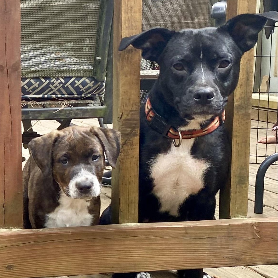 Enlarge Magnolia, a Adoptable mixed breed in Aberdeen, NC image 4/6