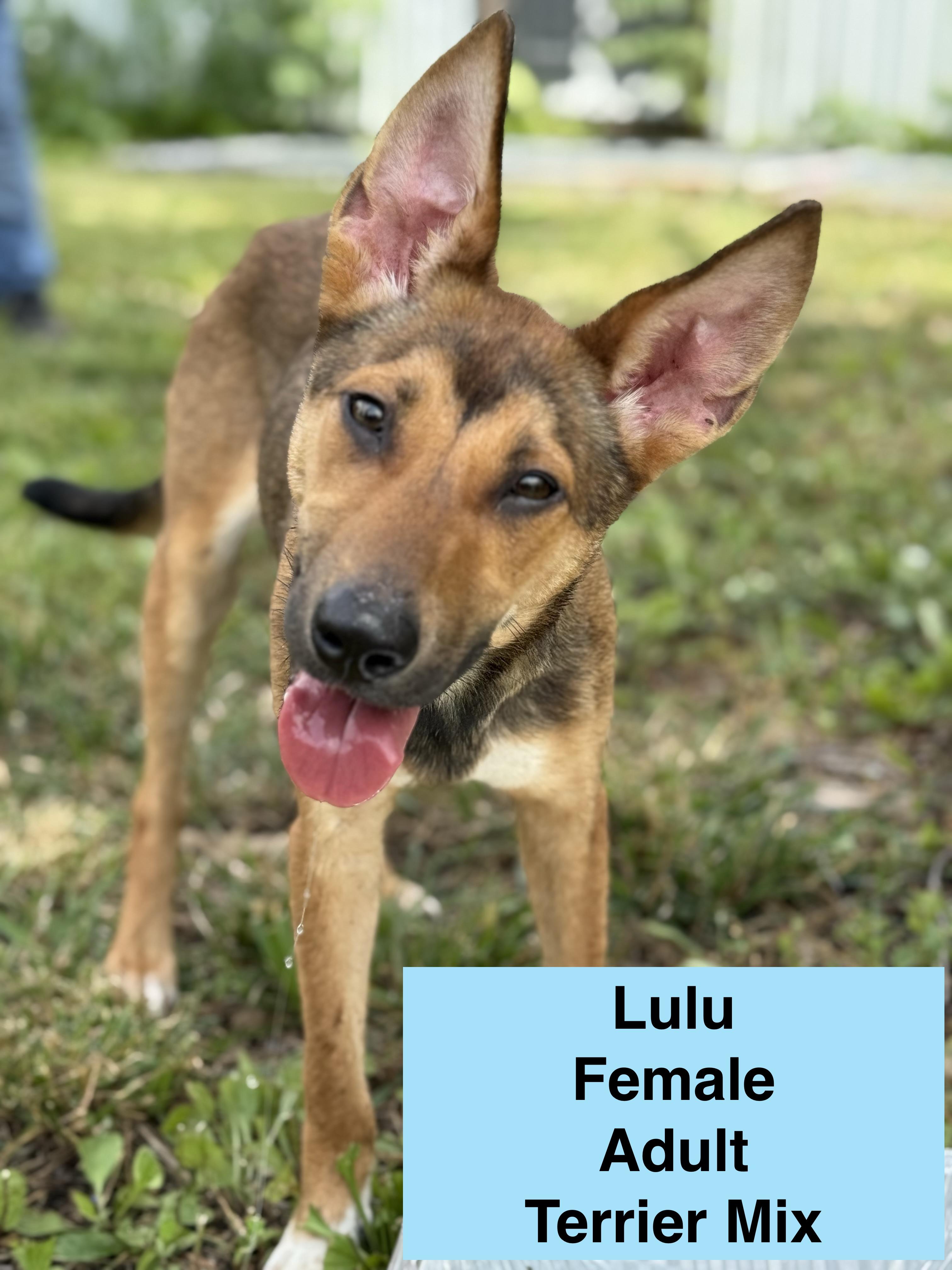 Enlarge Lulu, a Adoptable mixed breed in Blue Springs, MO image 1/1