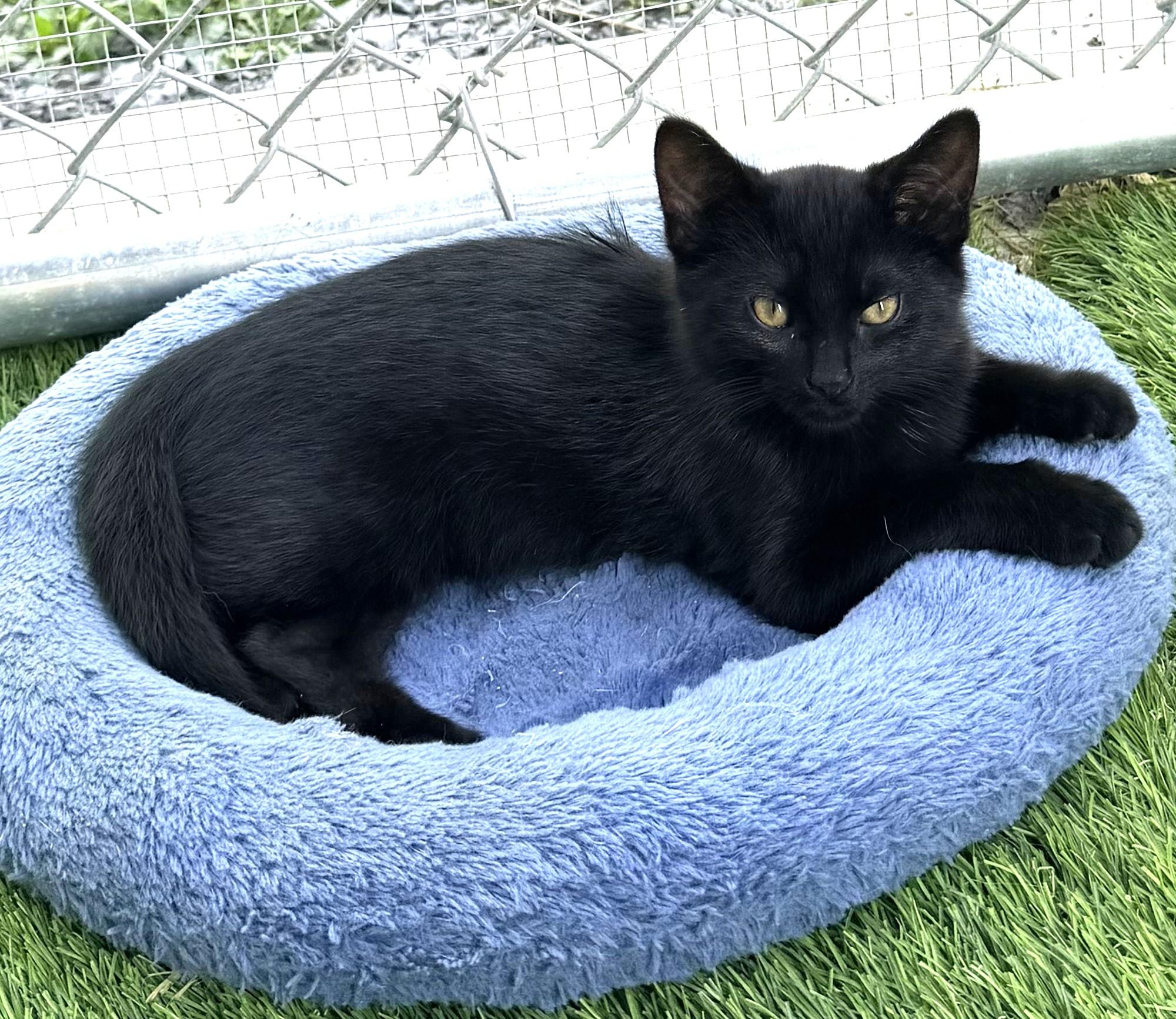 Enlarge Hubert, an adopted mixed breed in Pittsburgh, PA image 5/6