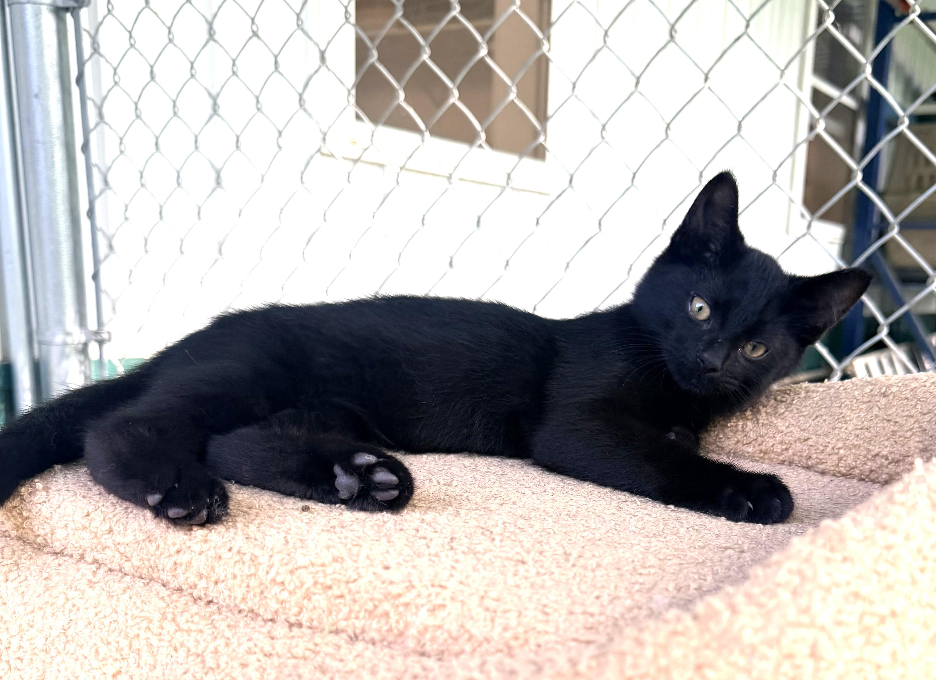 Enlarge Hubert, an adopted mixed breed in Pittsburgh, PA image 4/6