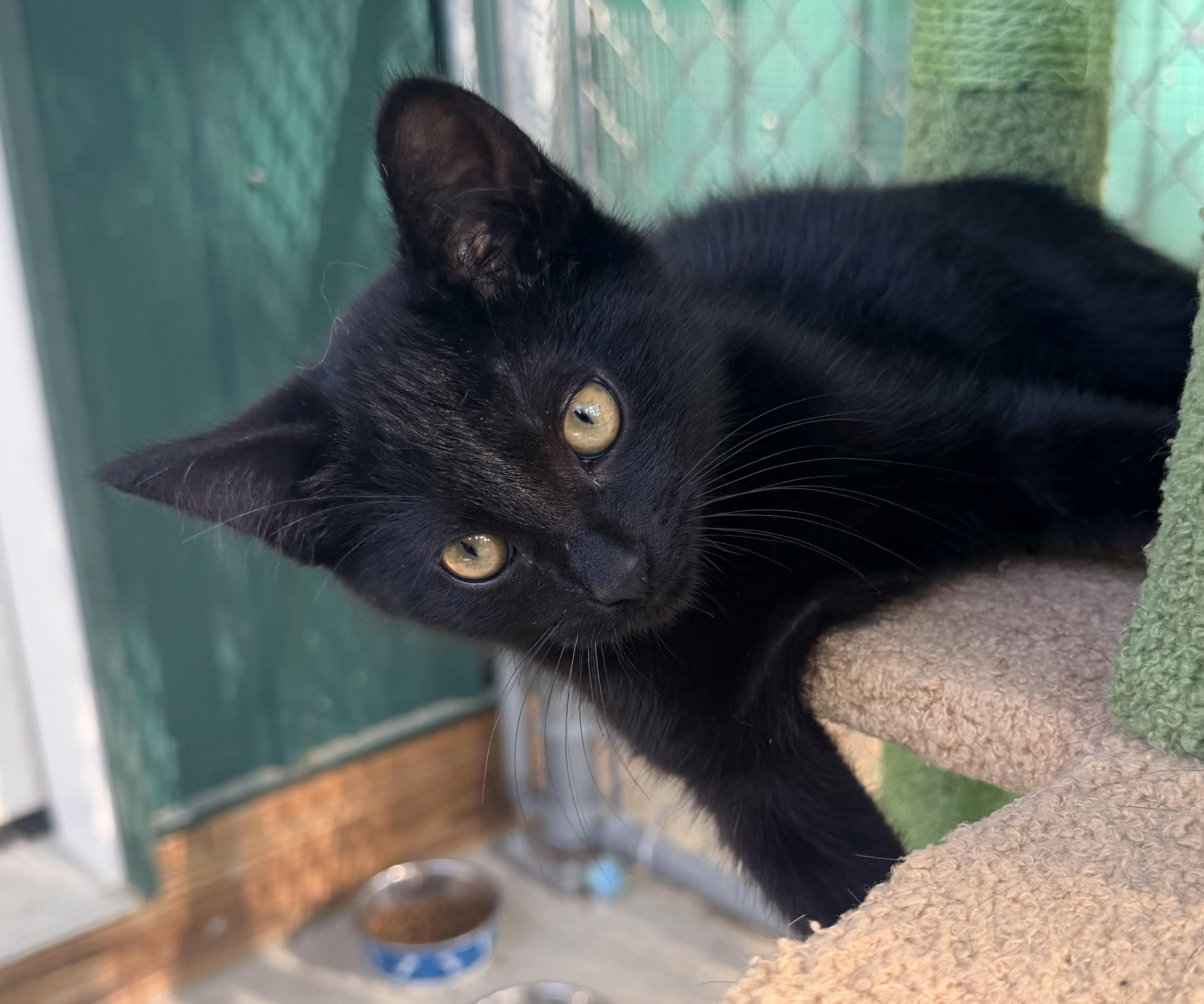 Hubert, adopted, Kitten Male Domestic Short Hair.