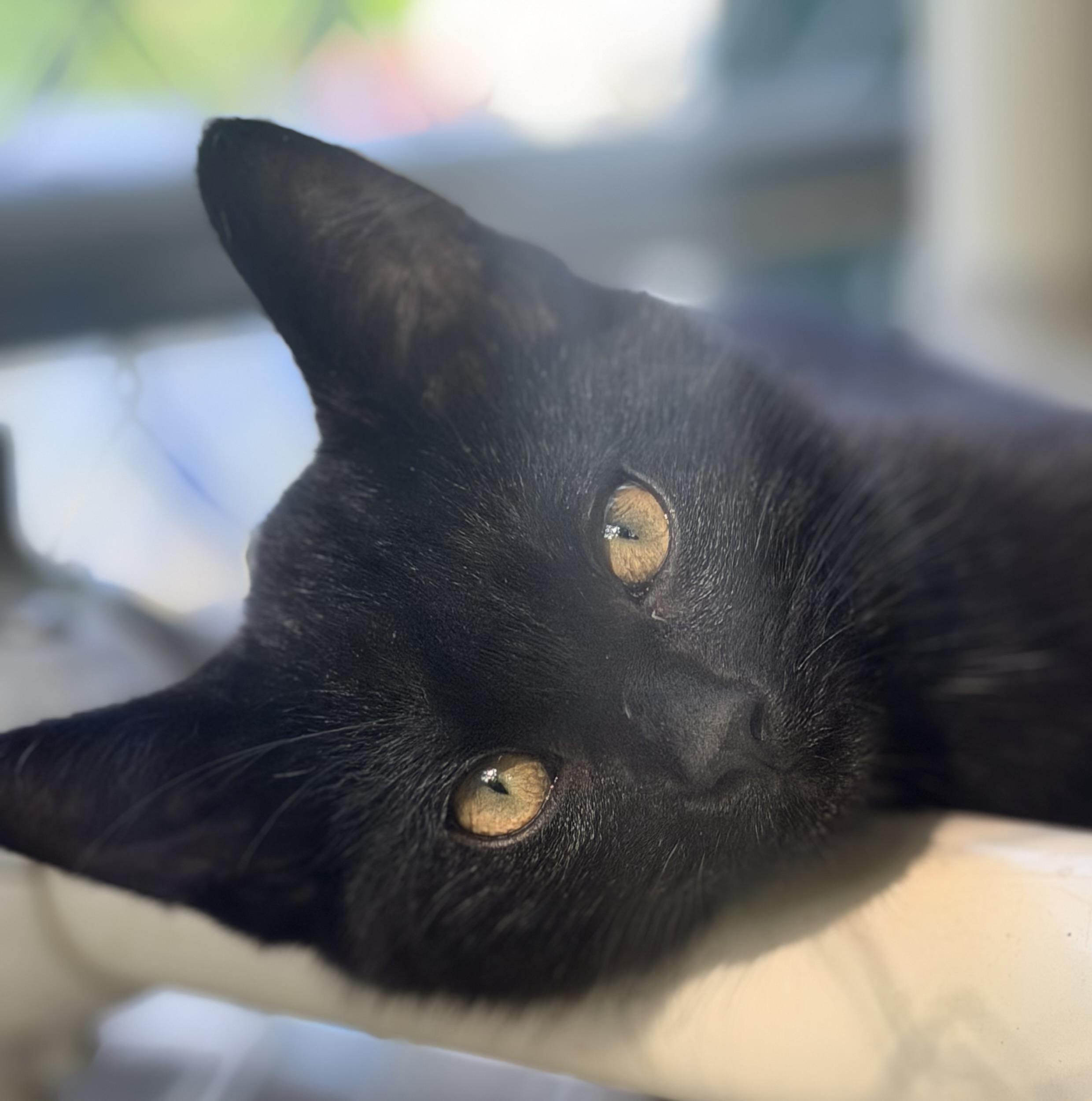 Enlarge Hubert, an adopted mixed breed in Pittsburgh, PA image 6/6