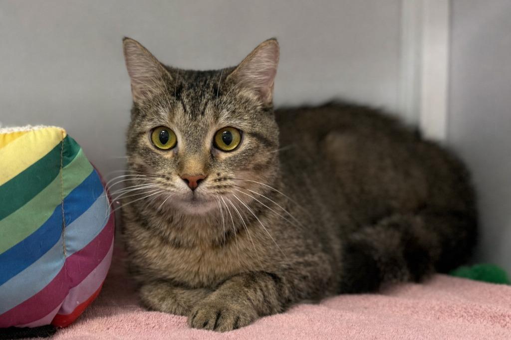 Enlarge Journee, a Adopted mixed breed in Raleigh, NC image 1/1