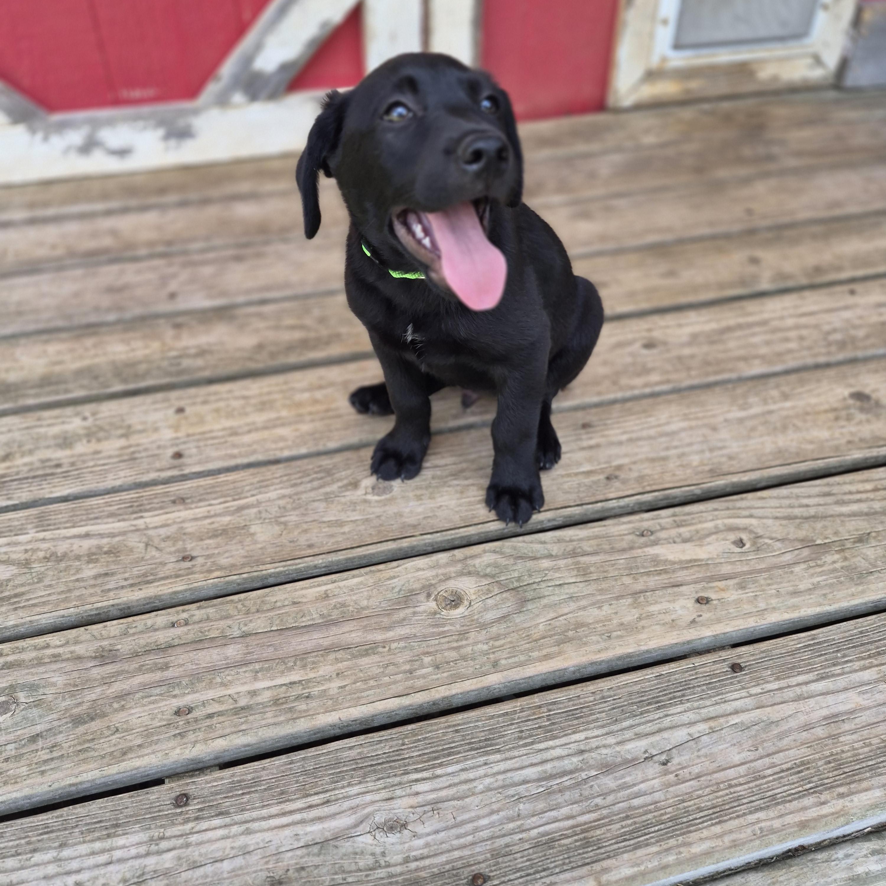 Enlarge Cola, a ADOPTABLE mixed breed in Gallatin, TN image 2/4