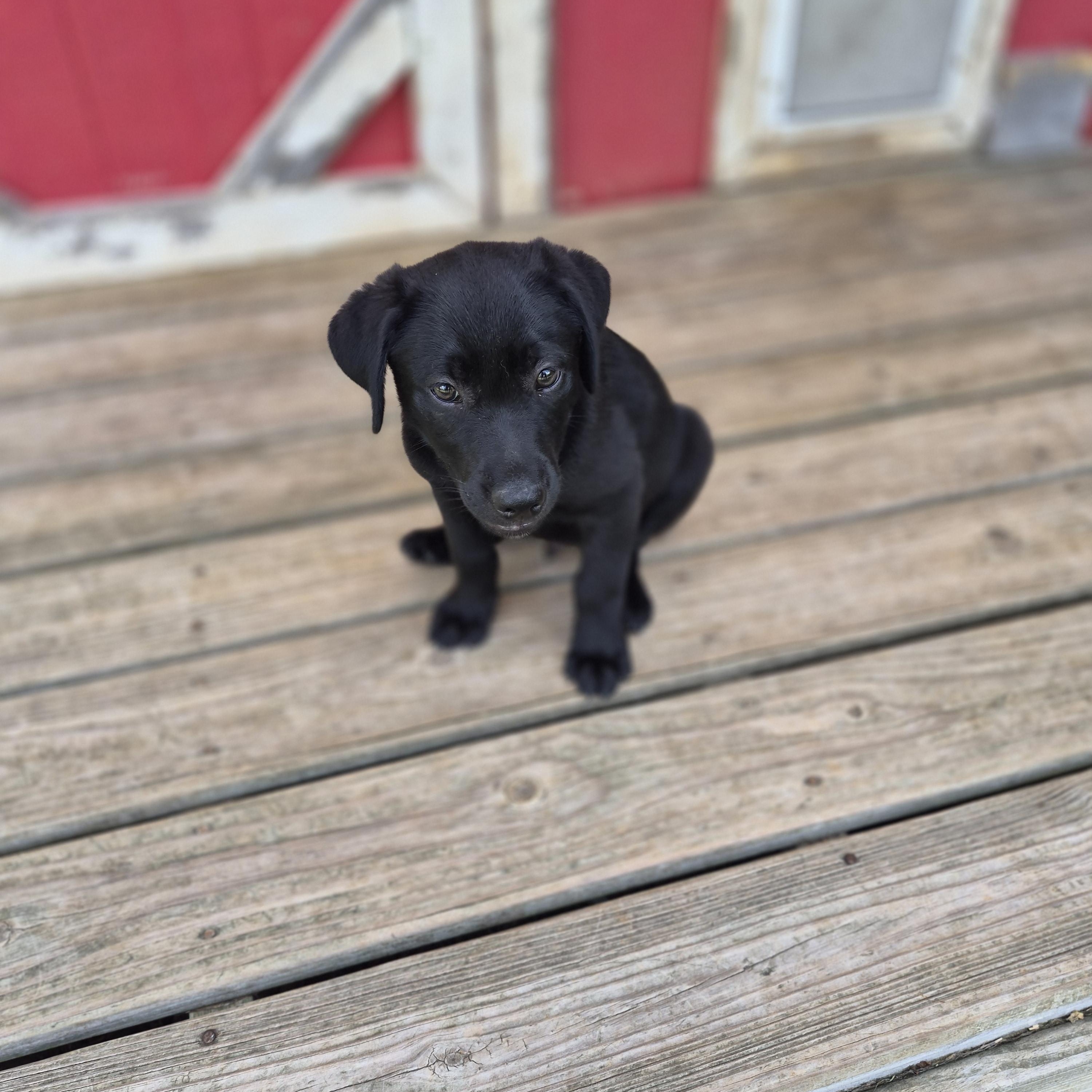 Enlarge Cola, a ADOPTABLE mixed breed in Gallatin, TN image 3/4