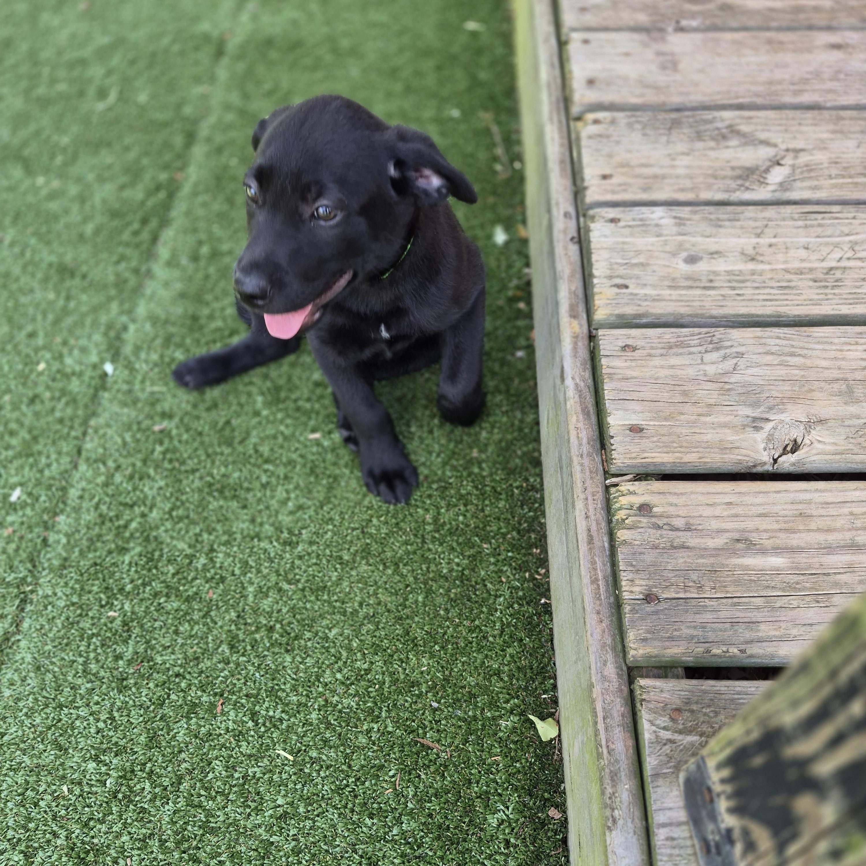 Enlarge Cola, a ADOPTABLE mixed breed in Gallatin, TN image 4/4