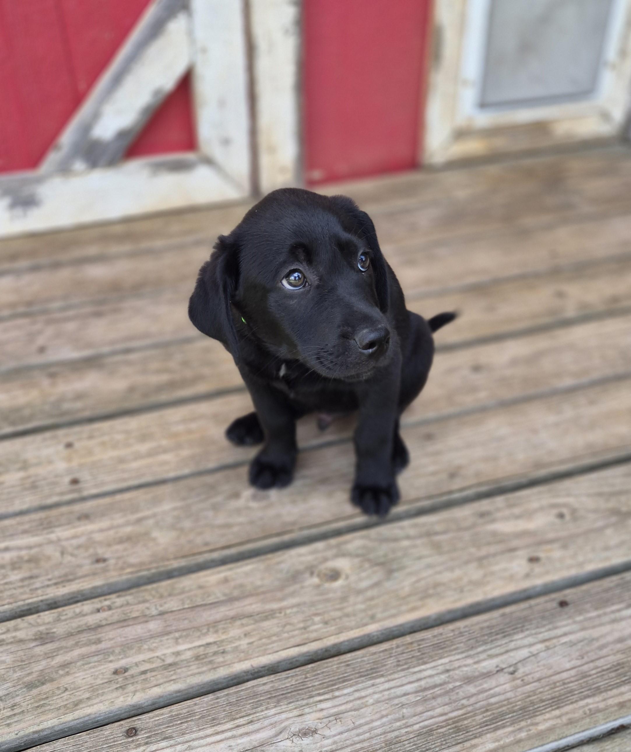 Cola, ADOPTABLE, Puppy Male Black Labrador Retriever.