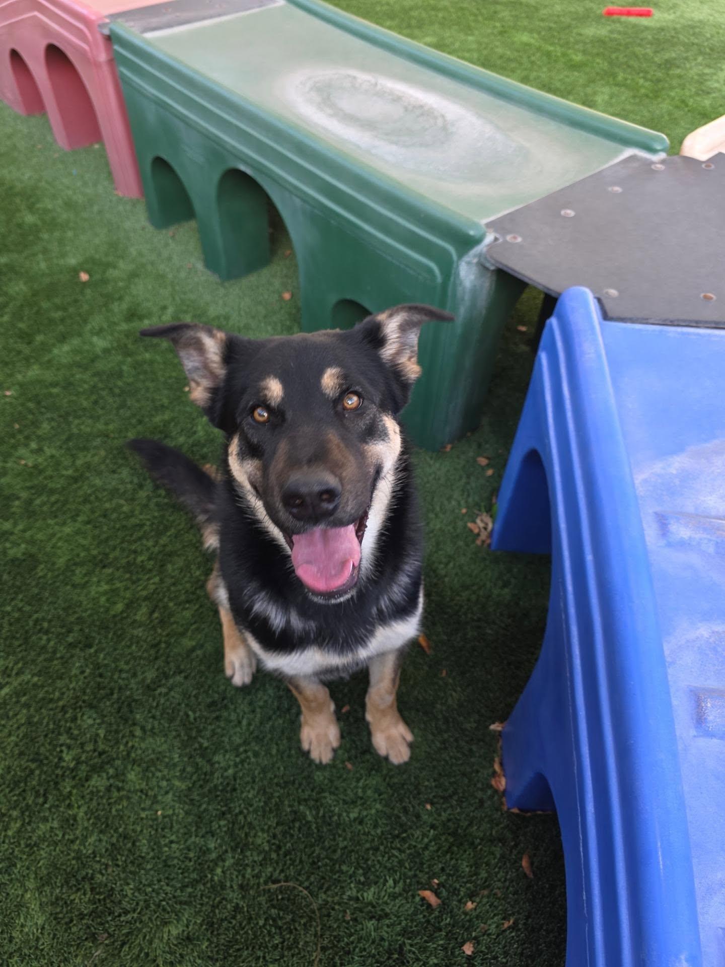 Mateo, ADOPTABLE, Young Male Shepherd.