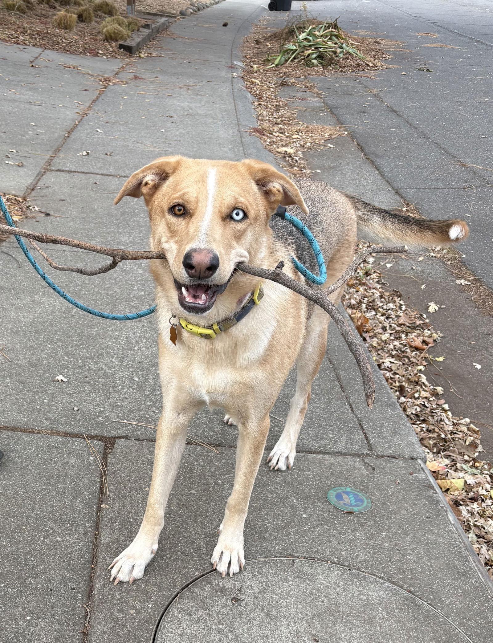 Aurora, Adoptable, Young Female Husky & German Shepherd Dog.