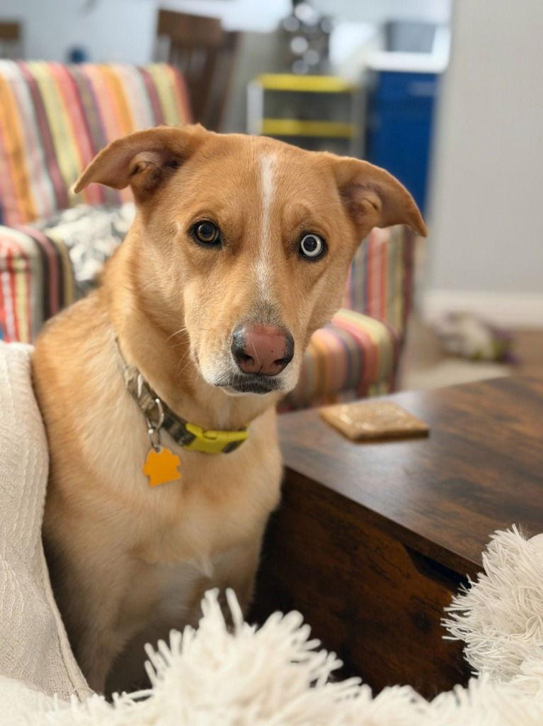 Enlarge Aurora, a Adoptable mixed breed in Davis, CA image 2/3