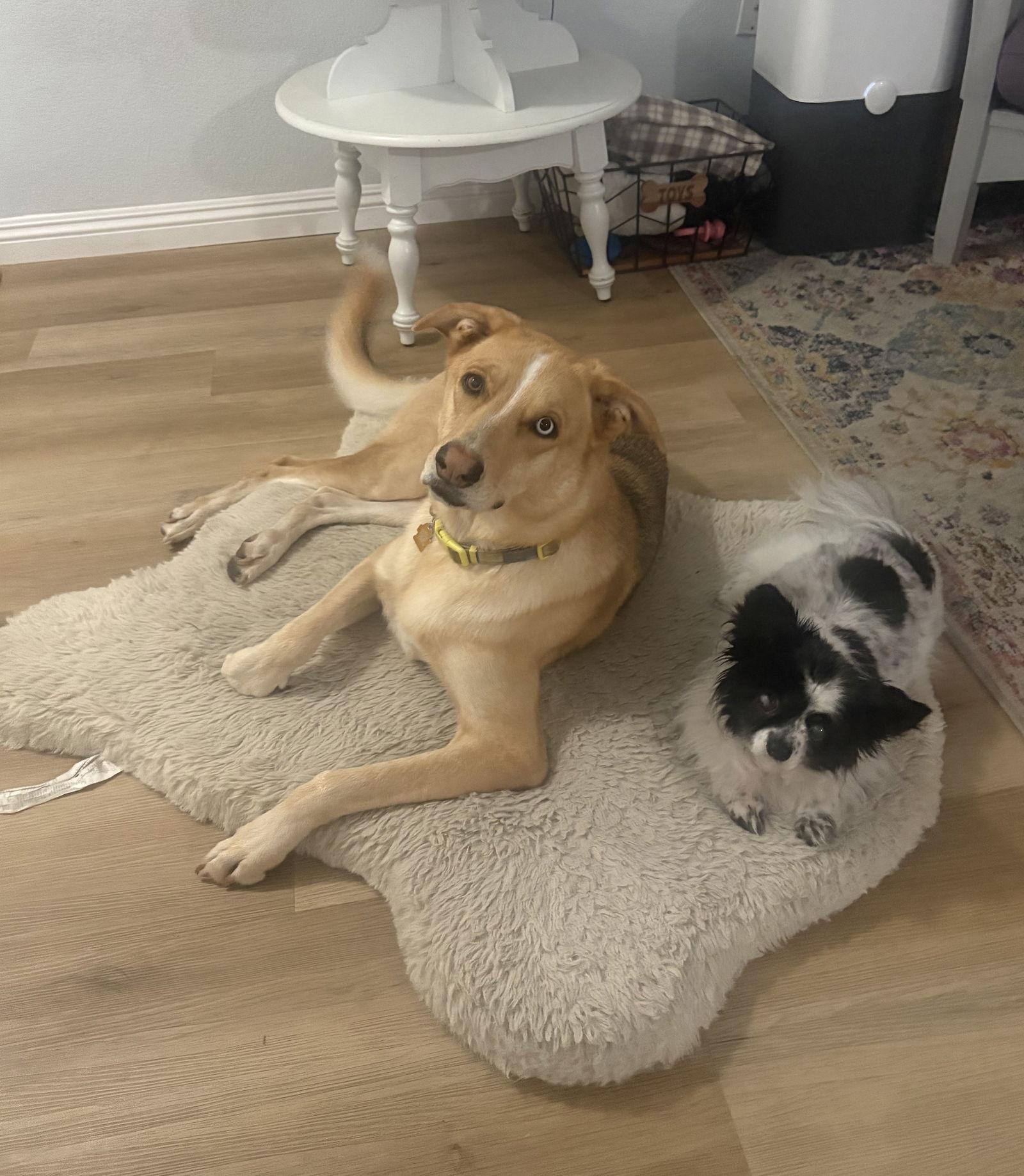 Enlarge Aurora, a Adoptable mixed breed in Davis, CA image 3/3