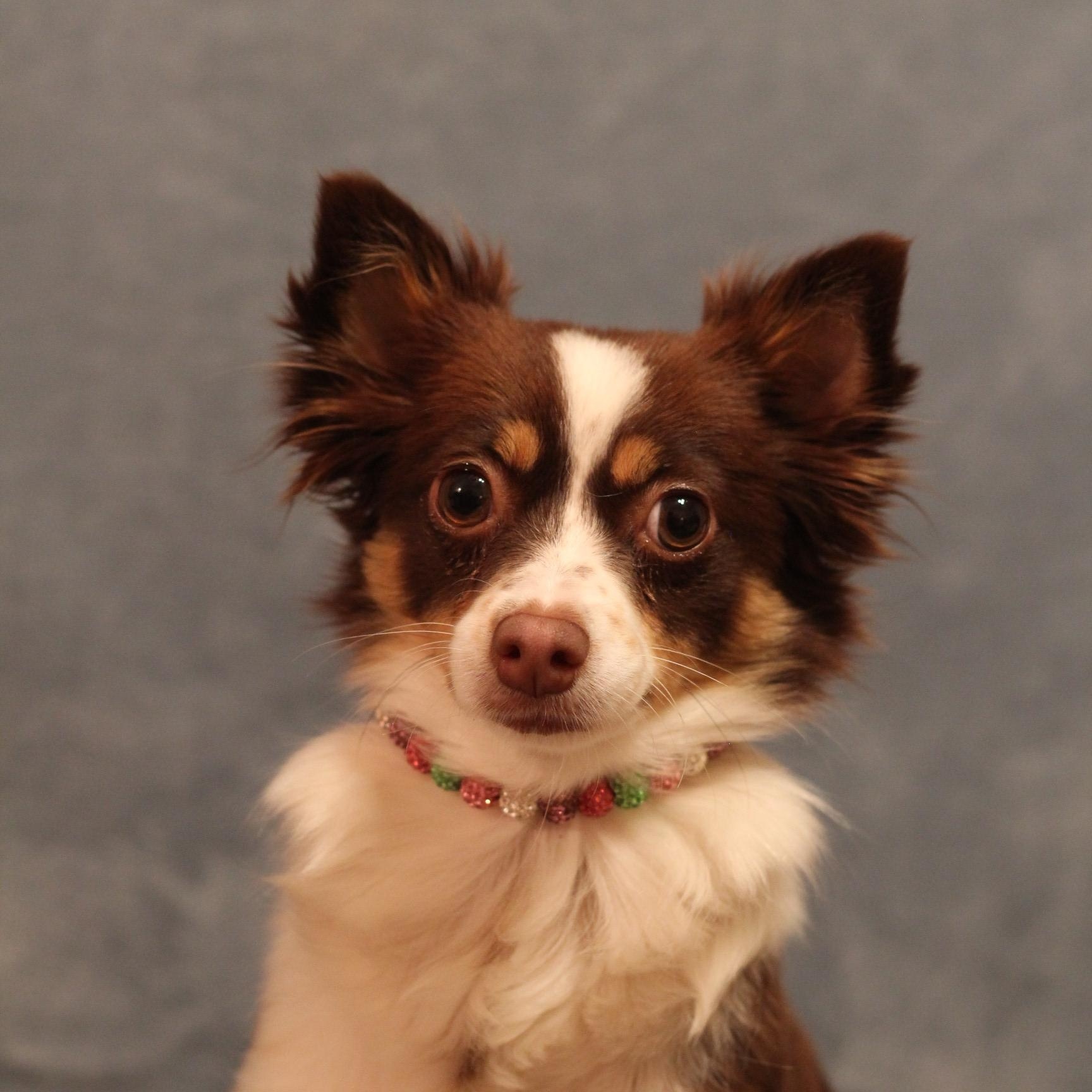 Enlarge Lily, an adoptable mixed breed in Yukon, OK image 1/2