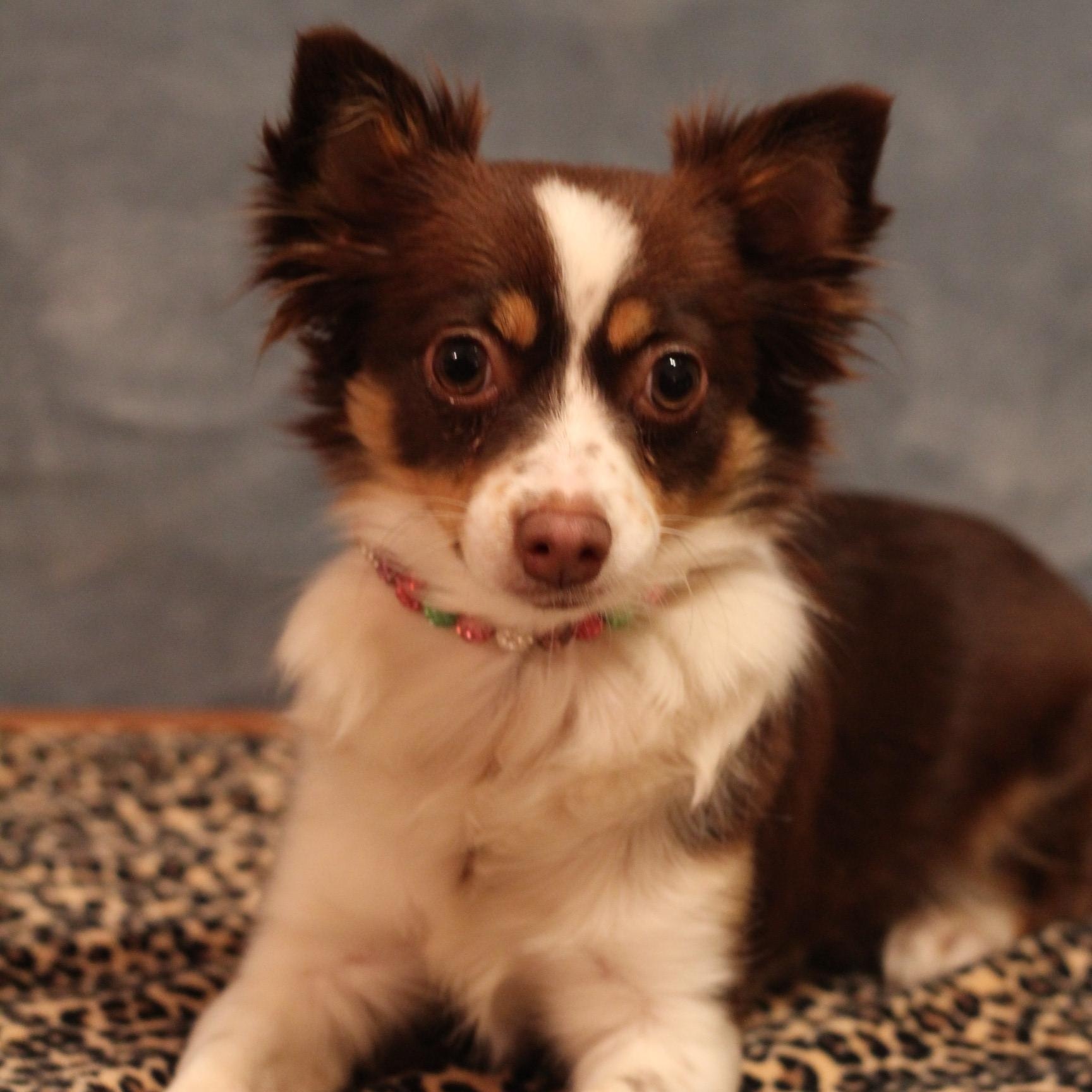 Enlarge Lily, an adoptable mixed breed in Yukon, OK image 2/2