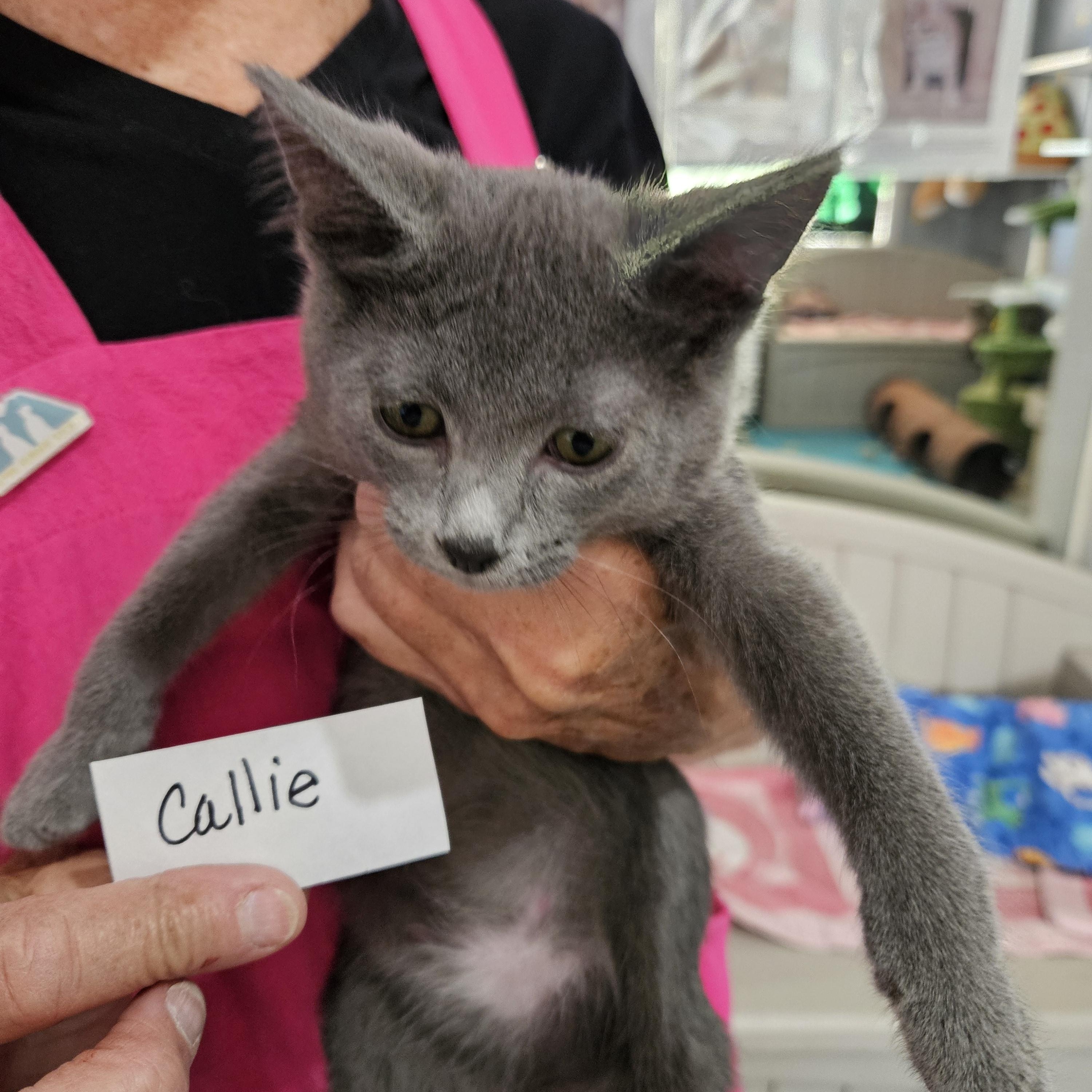 Callie, ADOPTABLE, Young Female Domestic Short Hair.