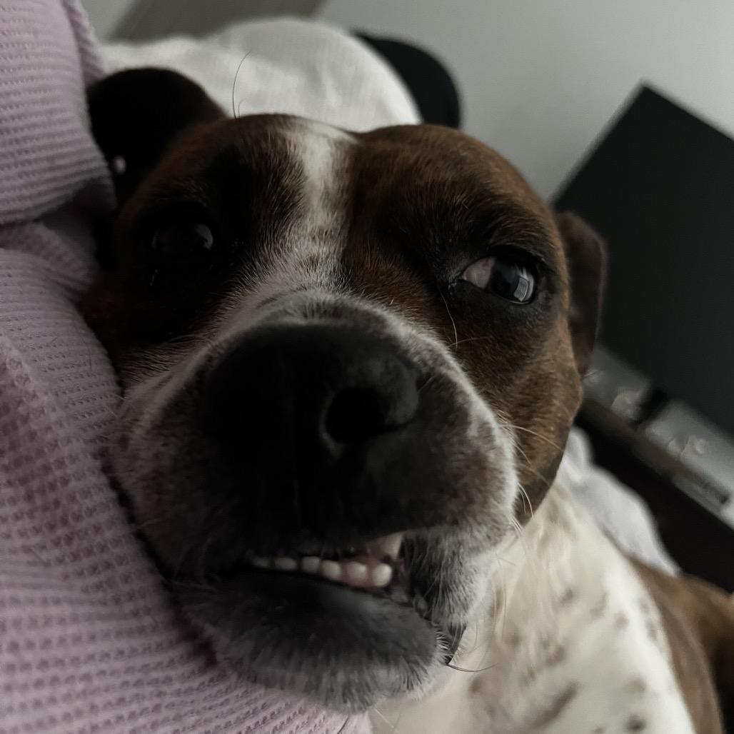 Tigra (Adoption Fee-SPONSORED!)In Foster Home, Adoptable, Adult Female Mixed Breed.