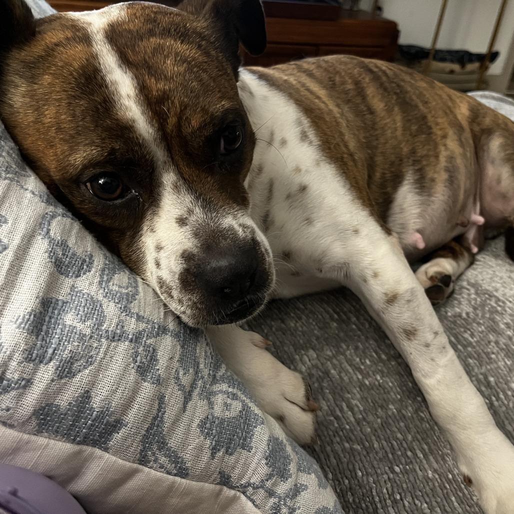 Enlarge Tigra (Adoption Fee-SPONSORED!)In Foster Home, a Adoptable Mixed Breed in Alabaster, AL image 2/6