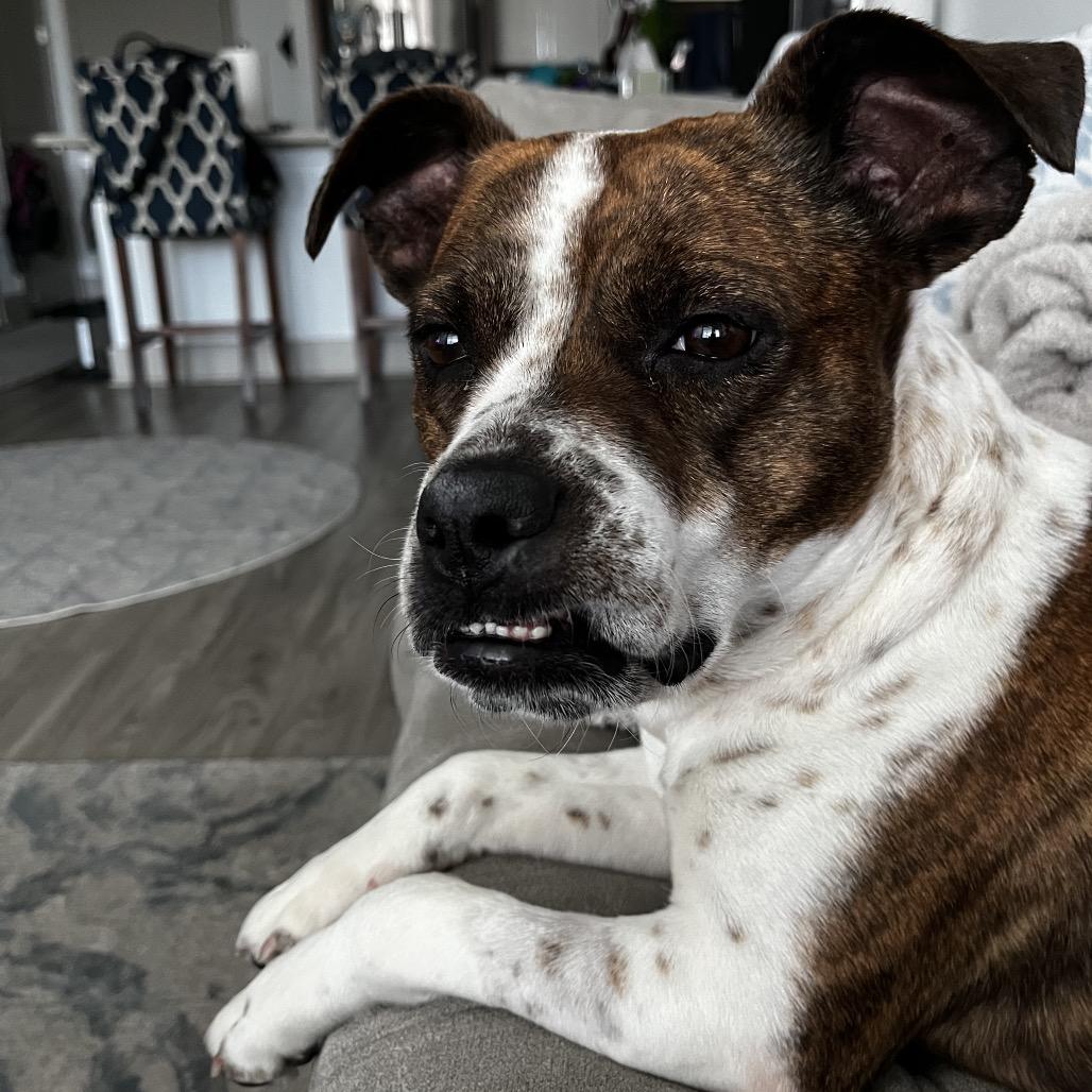 Enlarge Tigra (Adoption Fee-SPONSORED!)In Foster Home, a Adoptable Mixed Breed in Alabaster, AL image 5/6