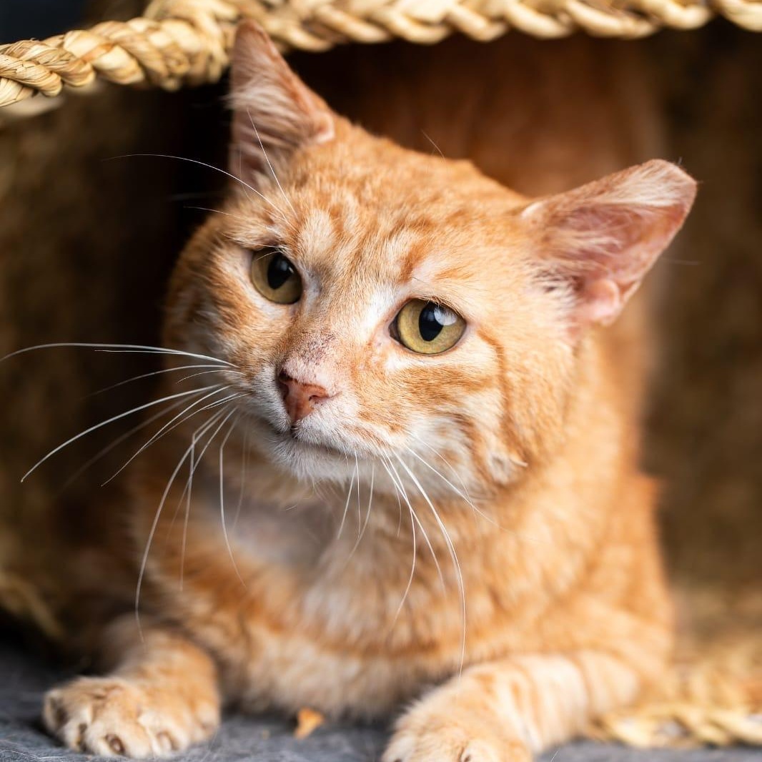 Cuddly Pasha from Azerbaijan -URGENT FOSTER NEEDED
