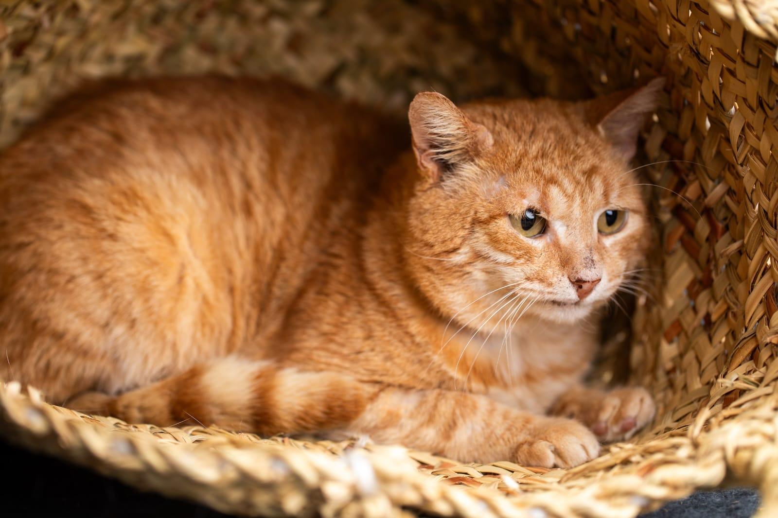 Cuddly Pasha from Azerbaijan -URGENT FOSTER NEEDED