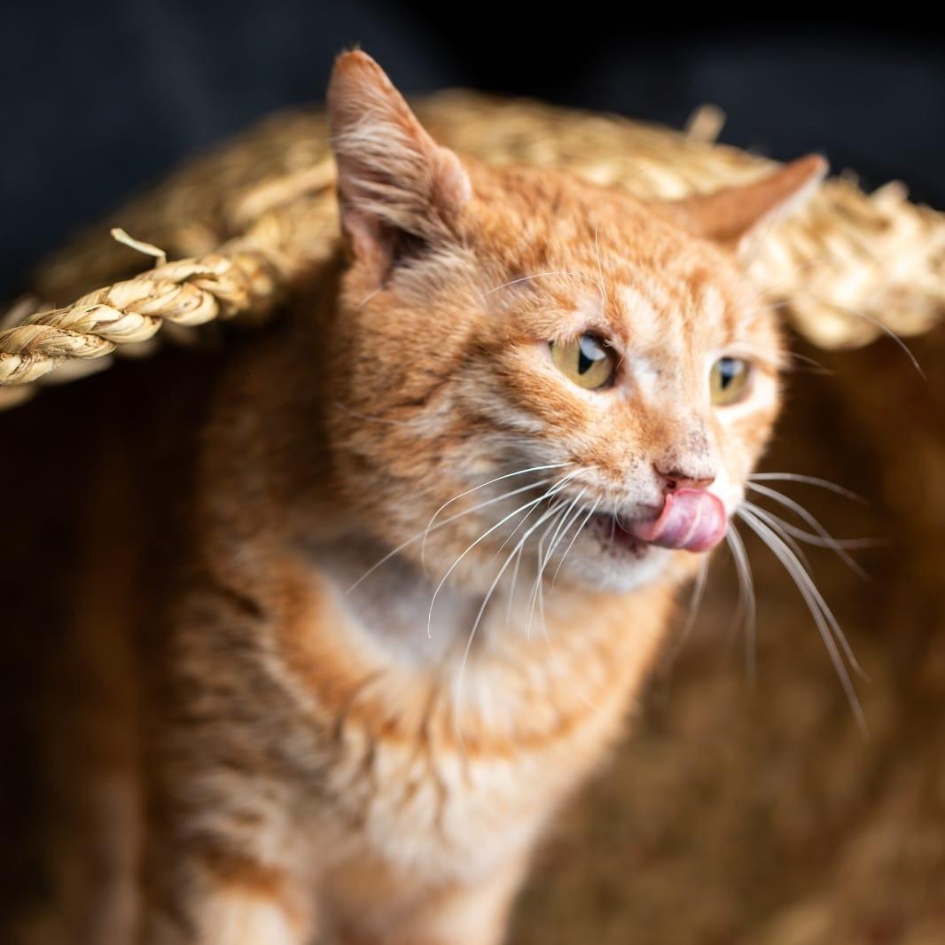 Cuddly Pasha from Azerbaijan -URGENT FOSTER NEEDED