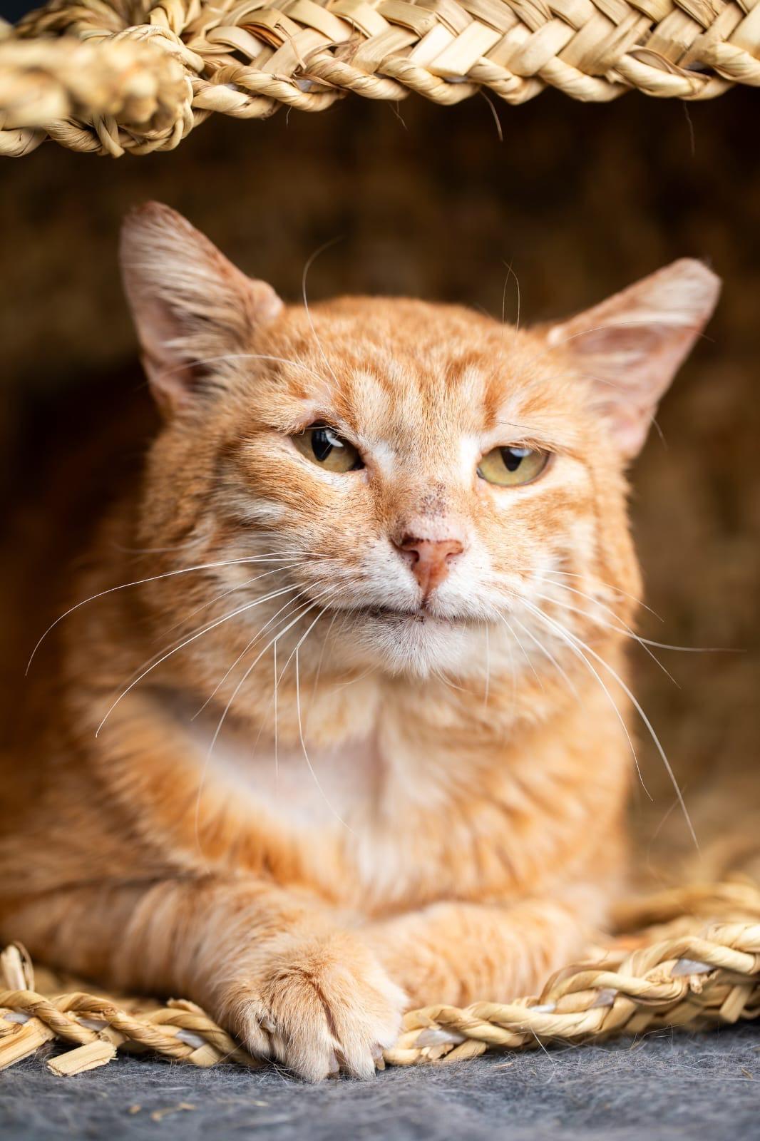 Cuddly Pasha from Azerbaijan -URGENT FOSTER NEEDED