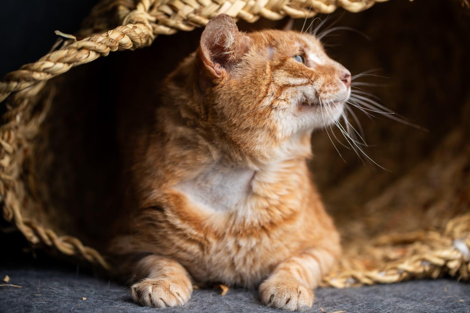 Cuddly Pasha from Azerbaijan -URGENT FOSTER NEEDED