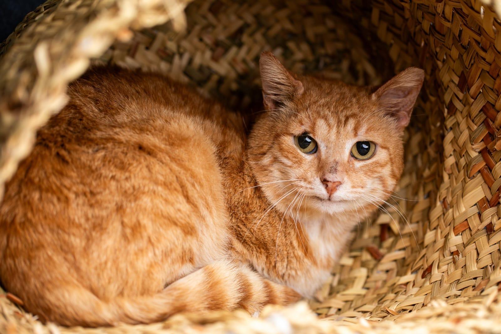 Cuddly Pasha from Azerbaijan -URGENT FOSTER NEEDED