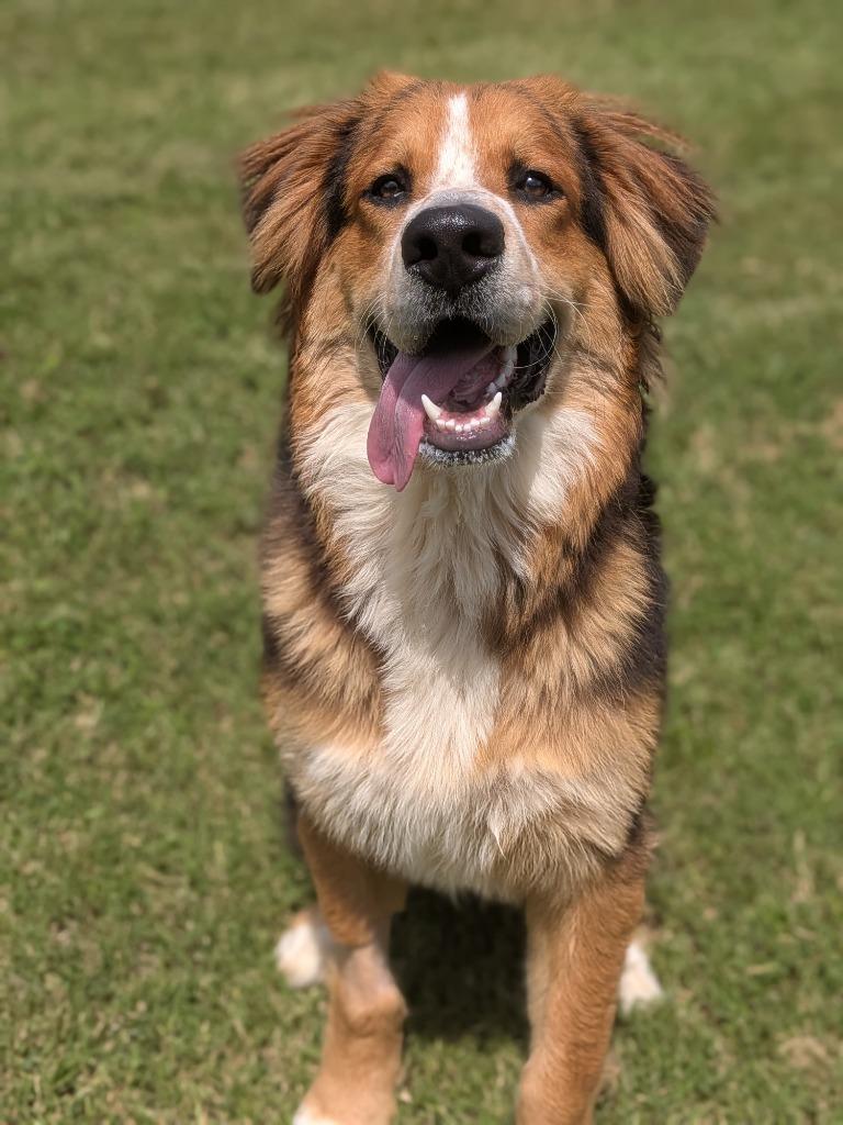 Enlarge Finn, a Adoptable Bernese Mountain Dog in Springfield, TN image 1/3