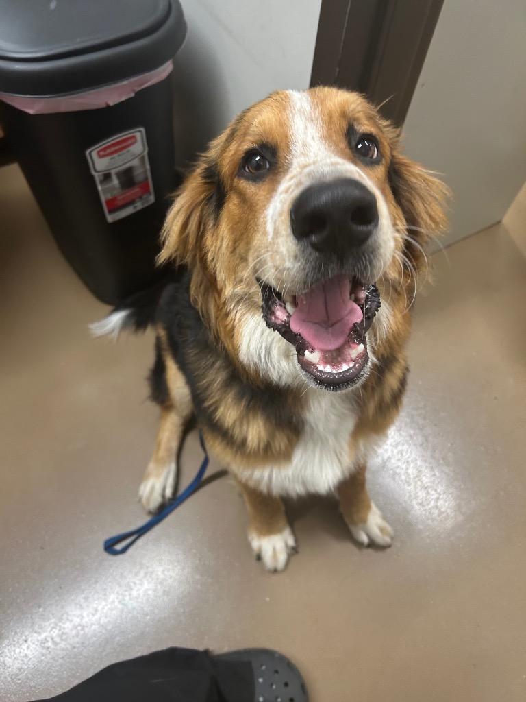 Enlarge Finn, a Adoptable Bernese Mountain Dog in Springfield, TN image 2/3