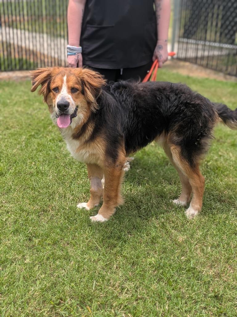 Enlarge Finn, a Adoptable Bernese Mountain Dog in Springfield, TN image 3/3