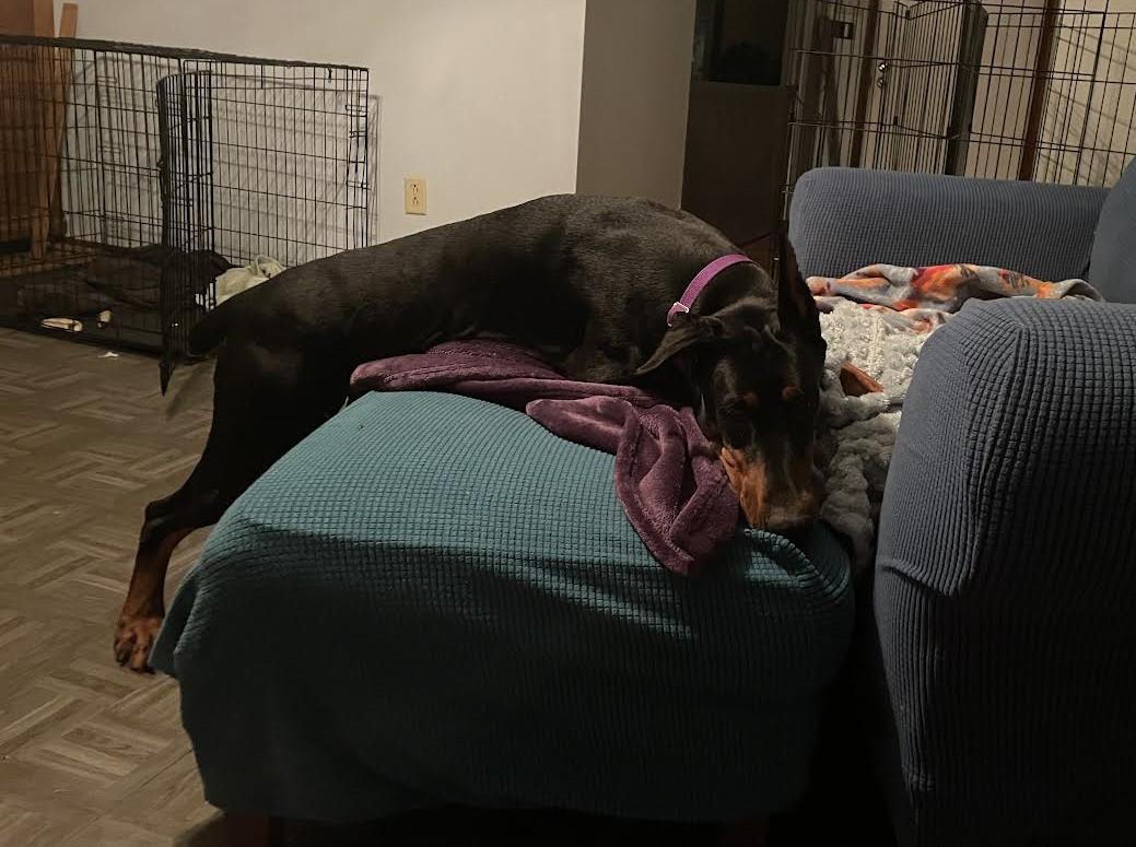 Zara, Adoptable, Adult Female Doberman Pinscher.