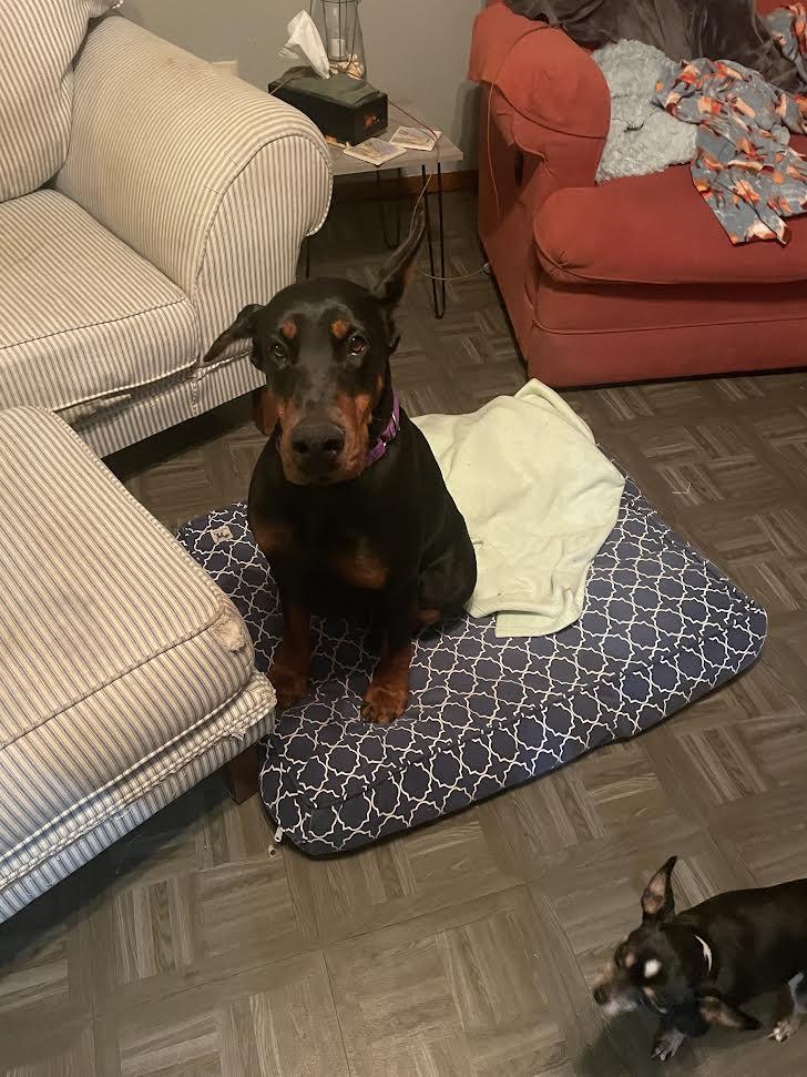 Zara, a Adoptable Doberman Pinscher in Barrington, IL image 2/4