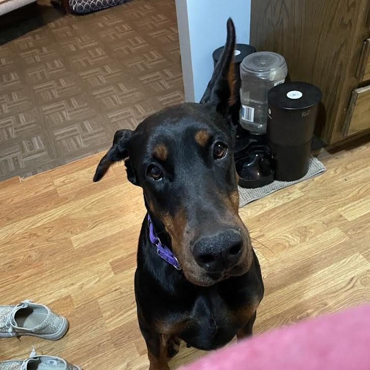 Zara, a Adoptable Doberman Pinscher in Barrington, IL image 3/4