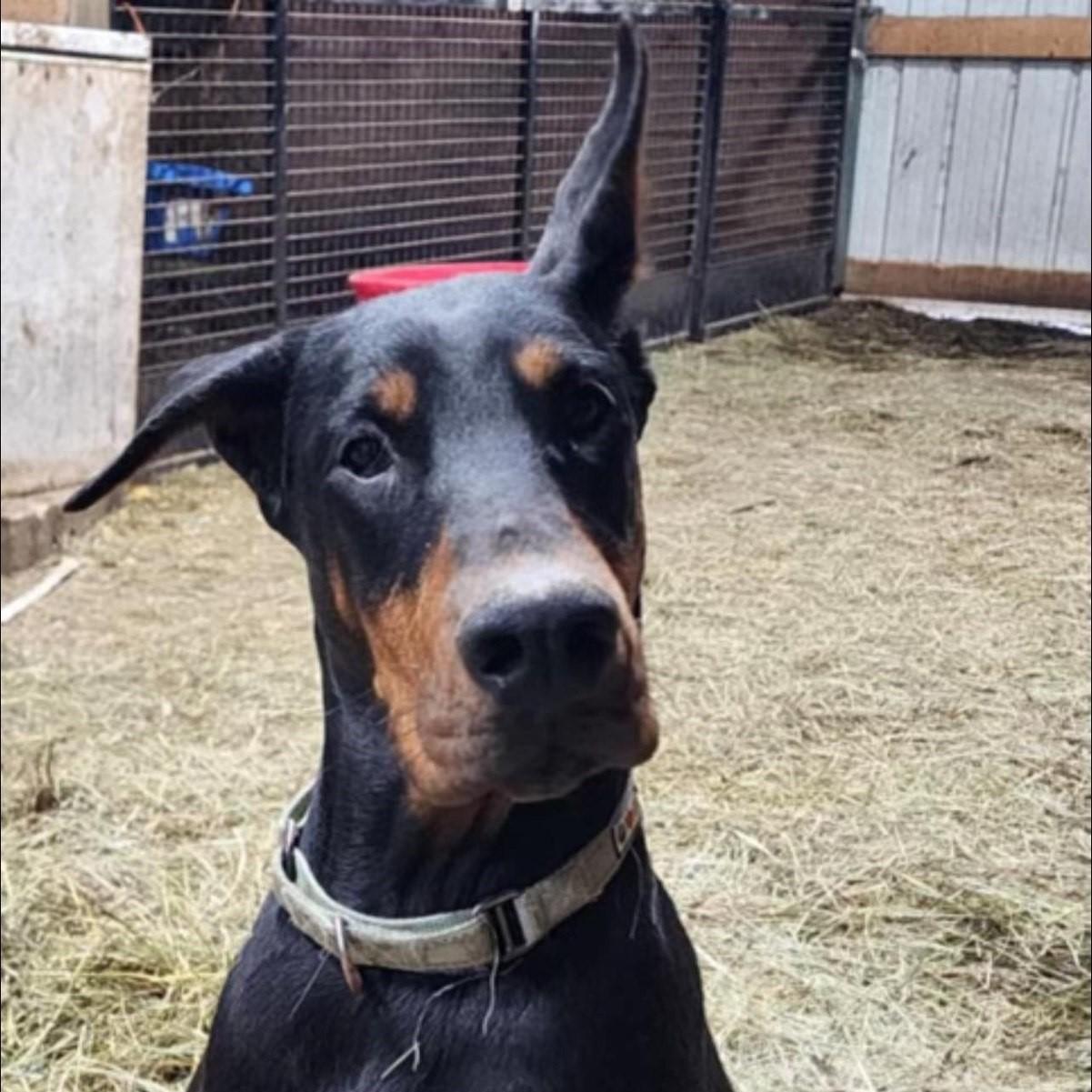 Zara, a Adoptable Doberman Pinscher in Barrington, IL image 4/4