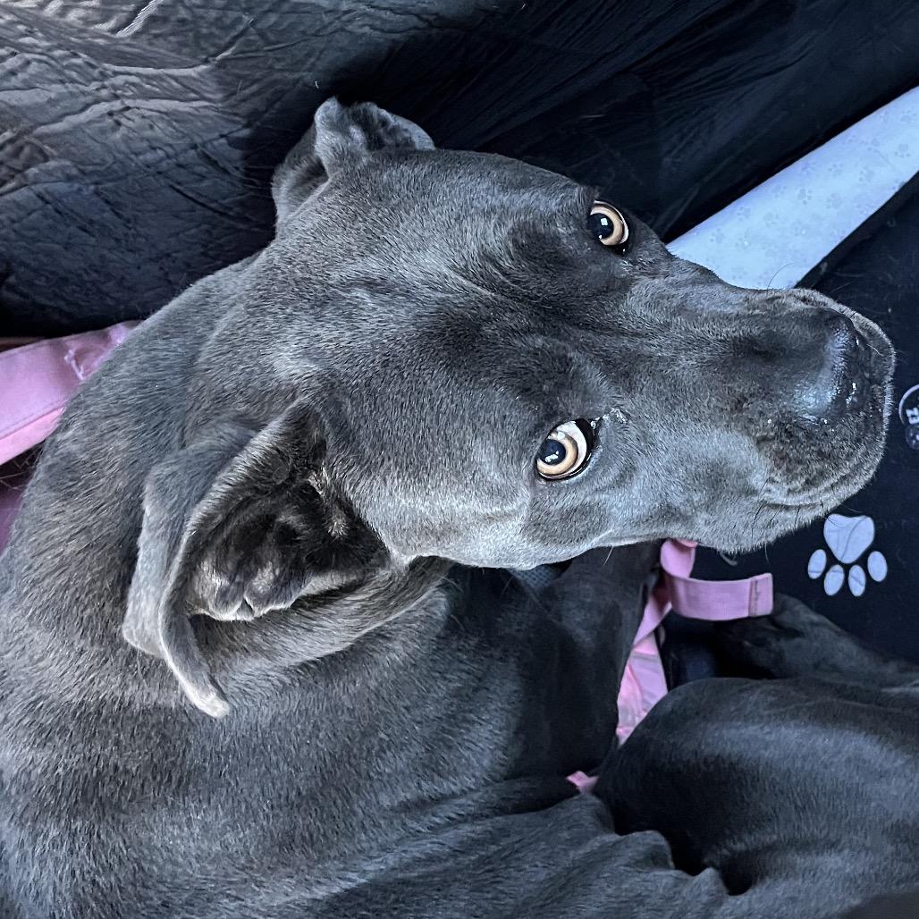 Mouse, Adoptable, Adult Female Presa Canario.