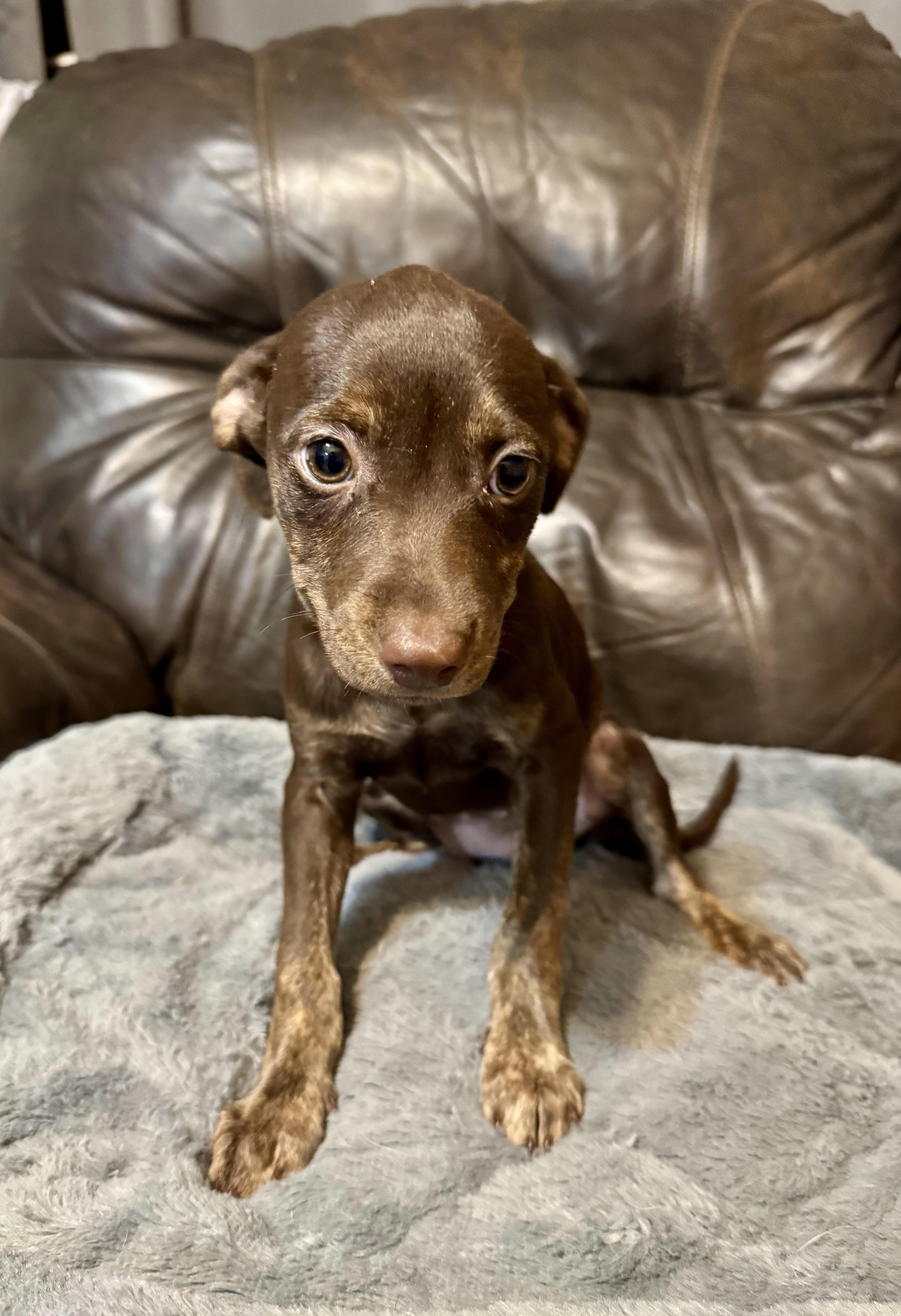 Vicky, ADOPTABLE, Puppy Female Terrier.
