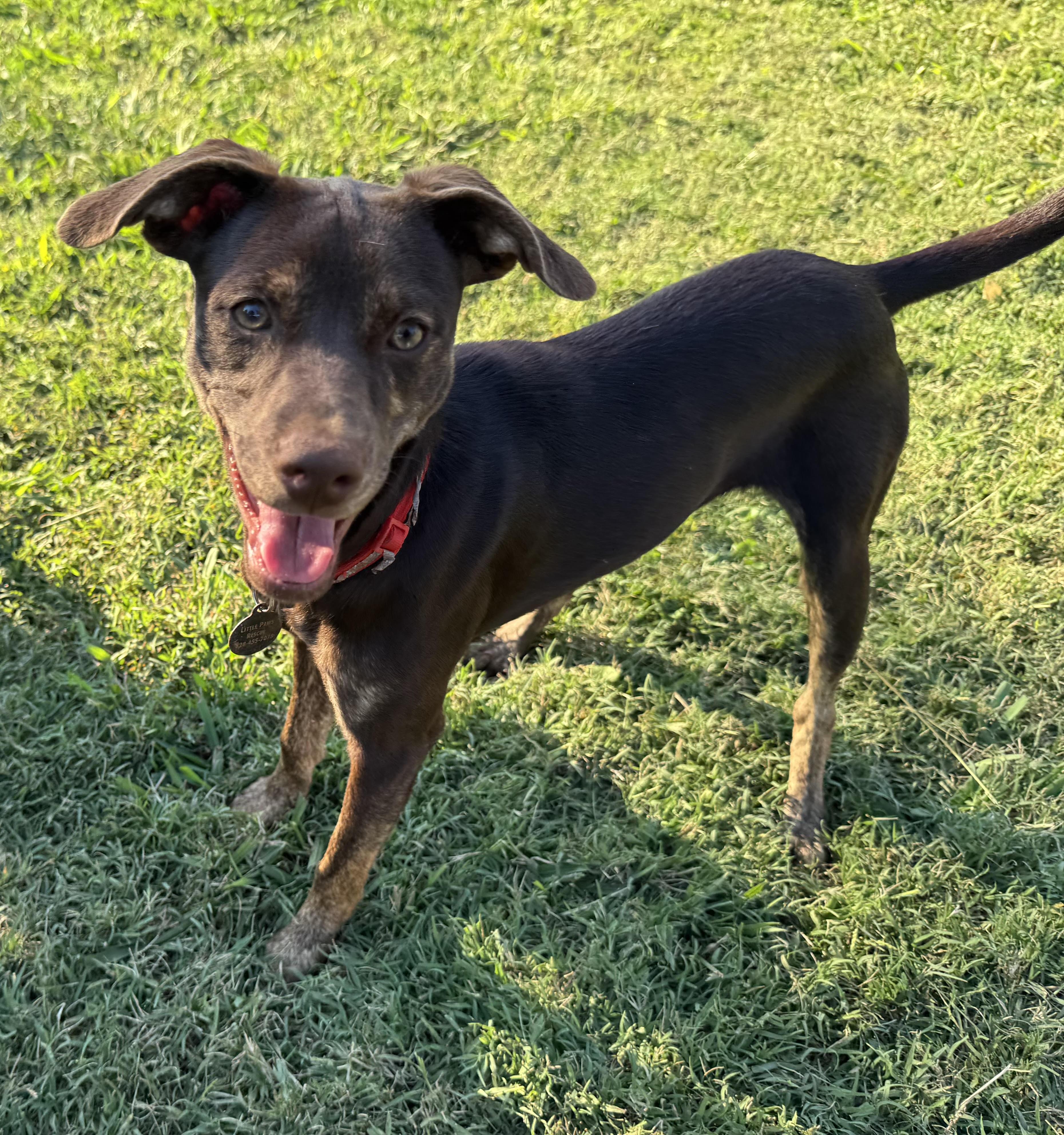 Enlarge Vicky, a Adoptable mixed breed in Maiden, NC image 1/5