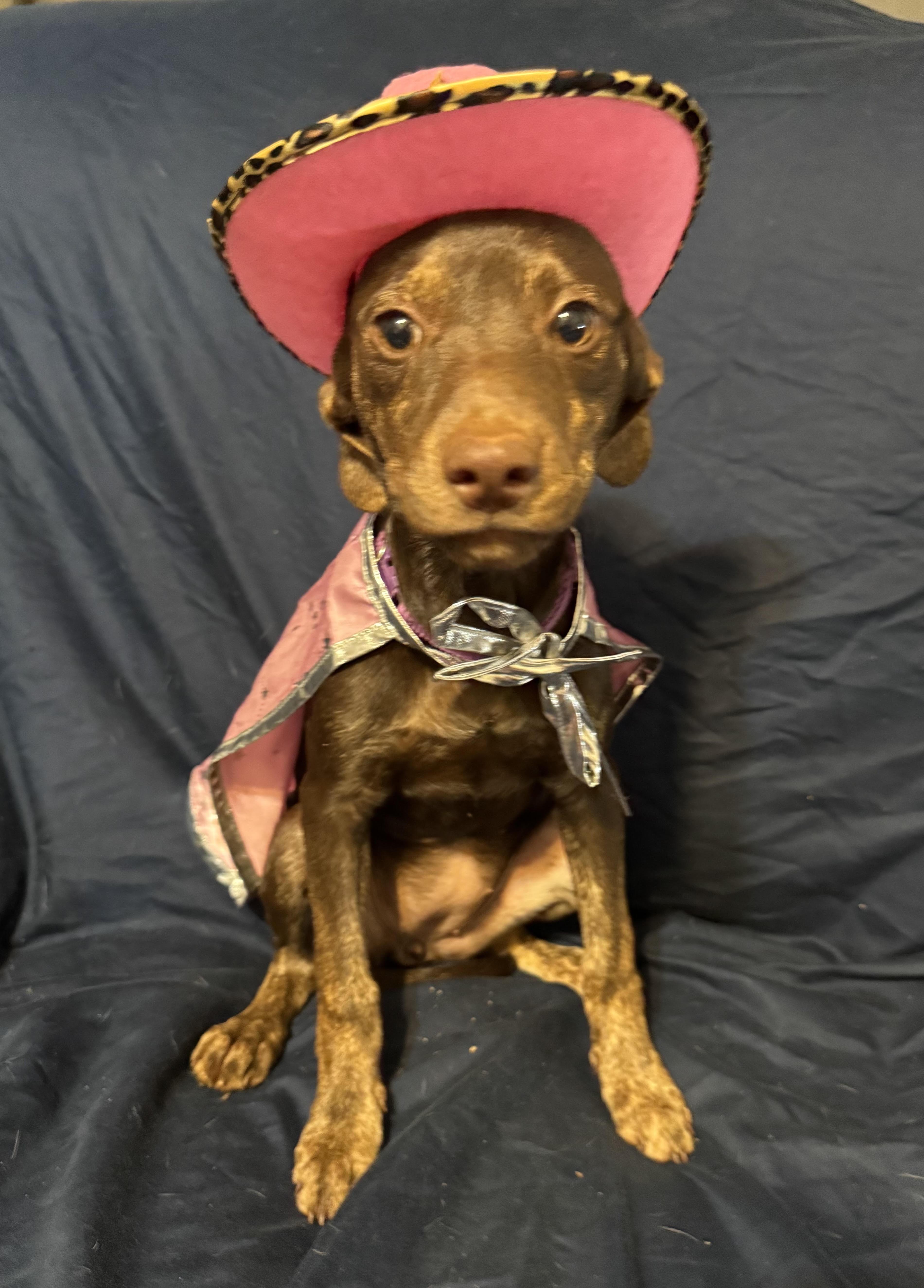Vicky, a ADOPTABLE Terrier in Maiden, NC image 1/5
