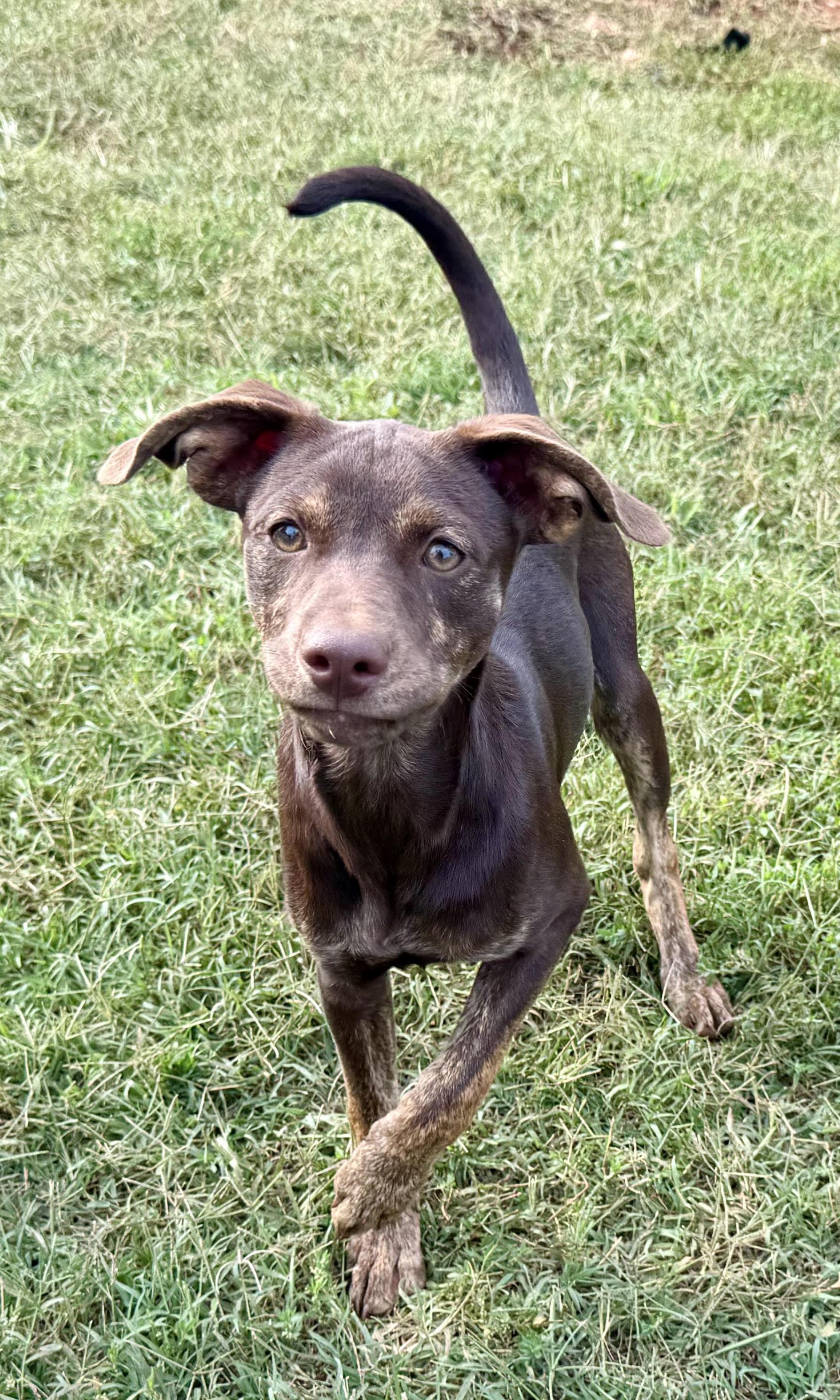 Enlarge Vicky, a ADOPTABLE Terrier in Maiden, NC image 5/5