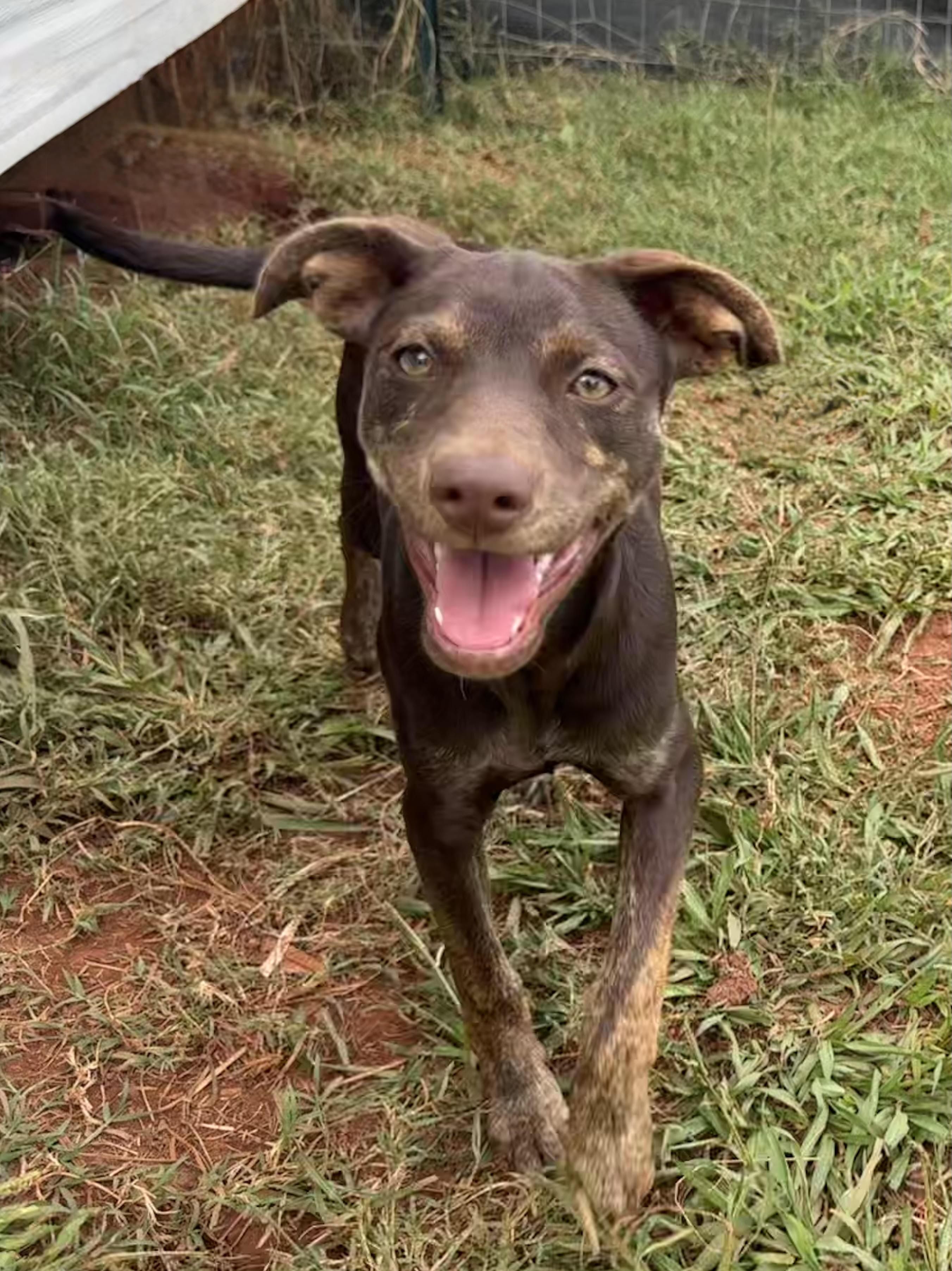 Enlarge Vicky, a ADOPTABLE Terrier in Maiden, NC image 2/5