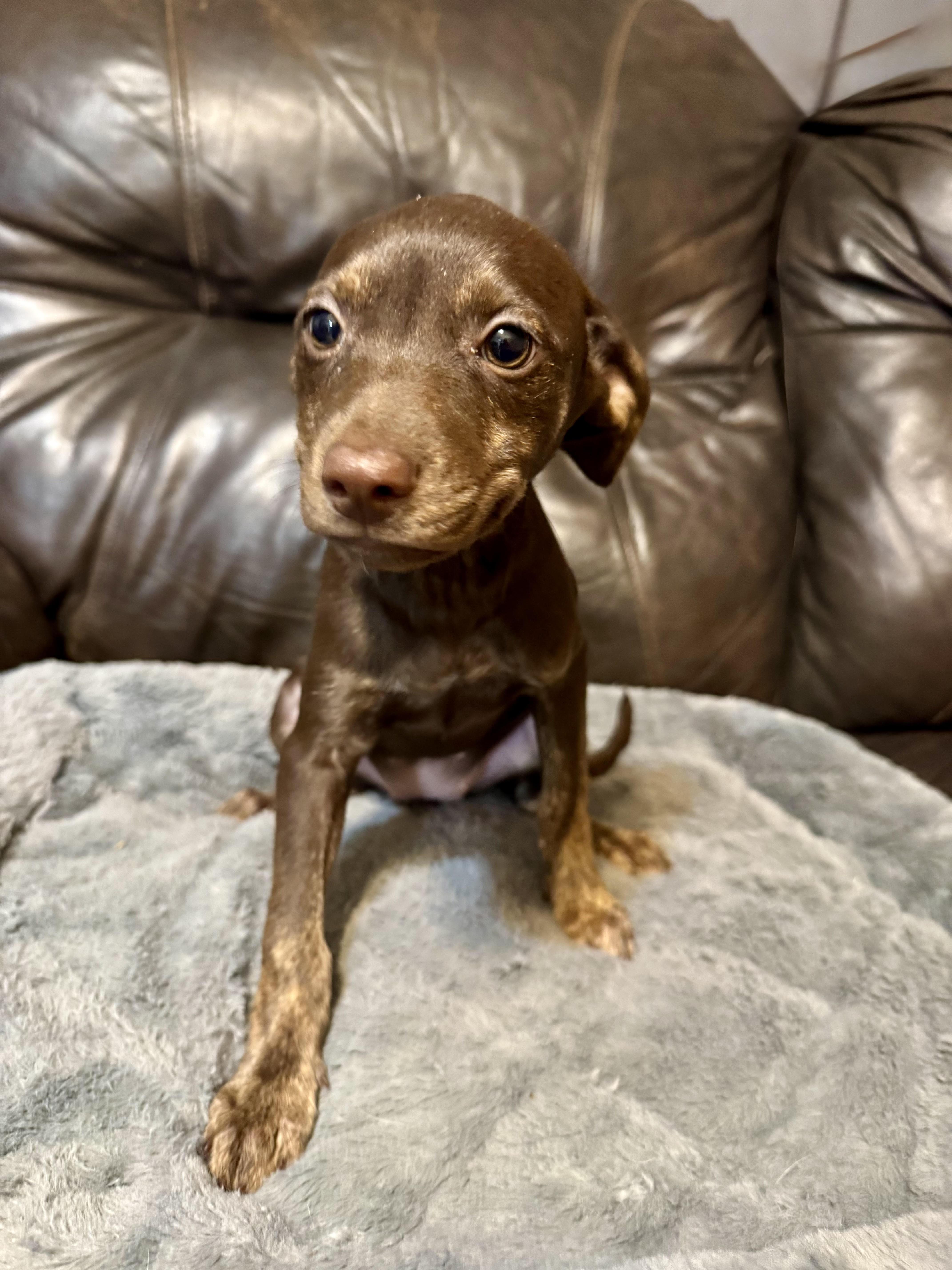Vicky, a ADOPTABLE Terrier in Maiden, NC image 3/5